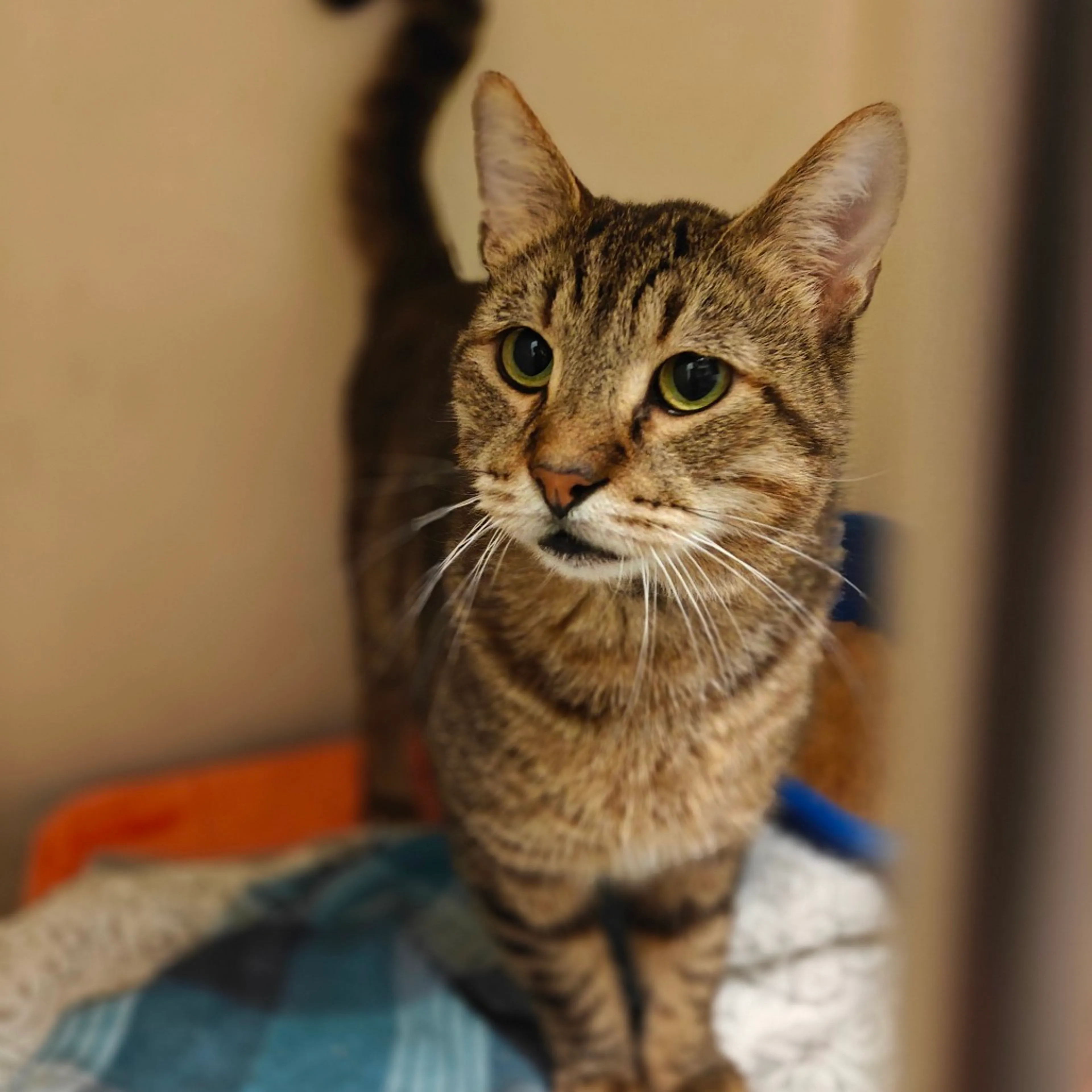 Found pet-18