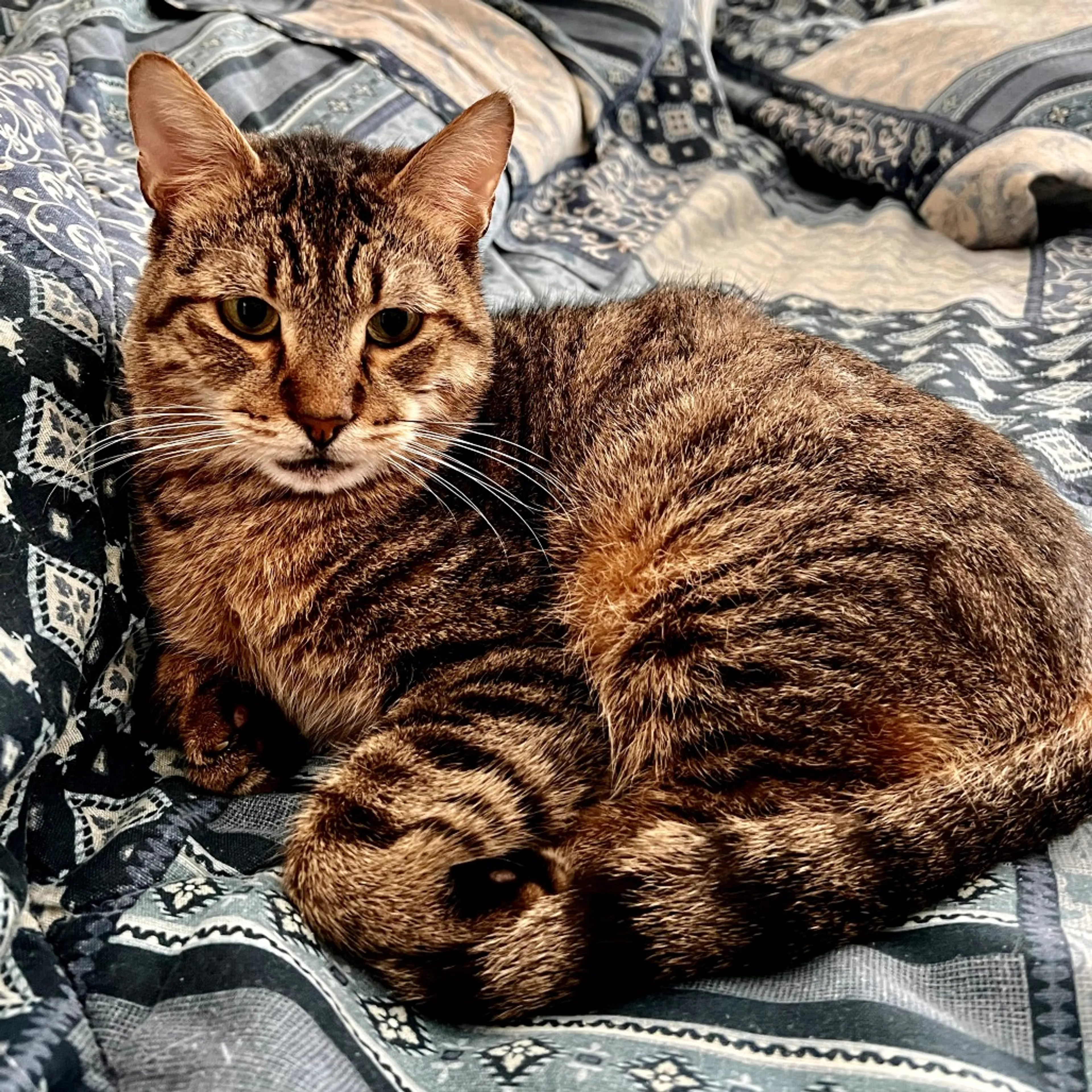 Found pet-3
