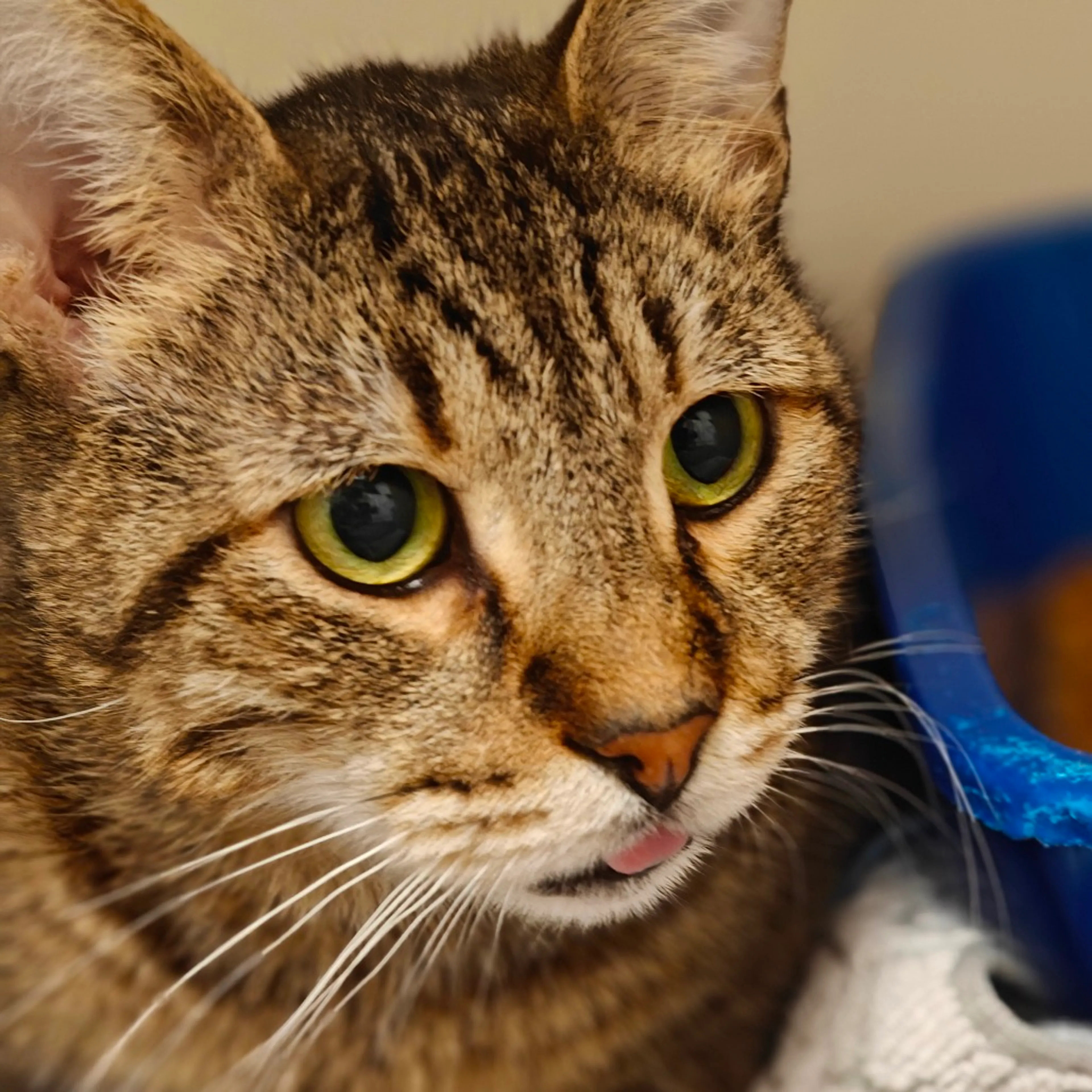 Found pet-20