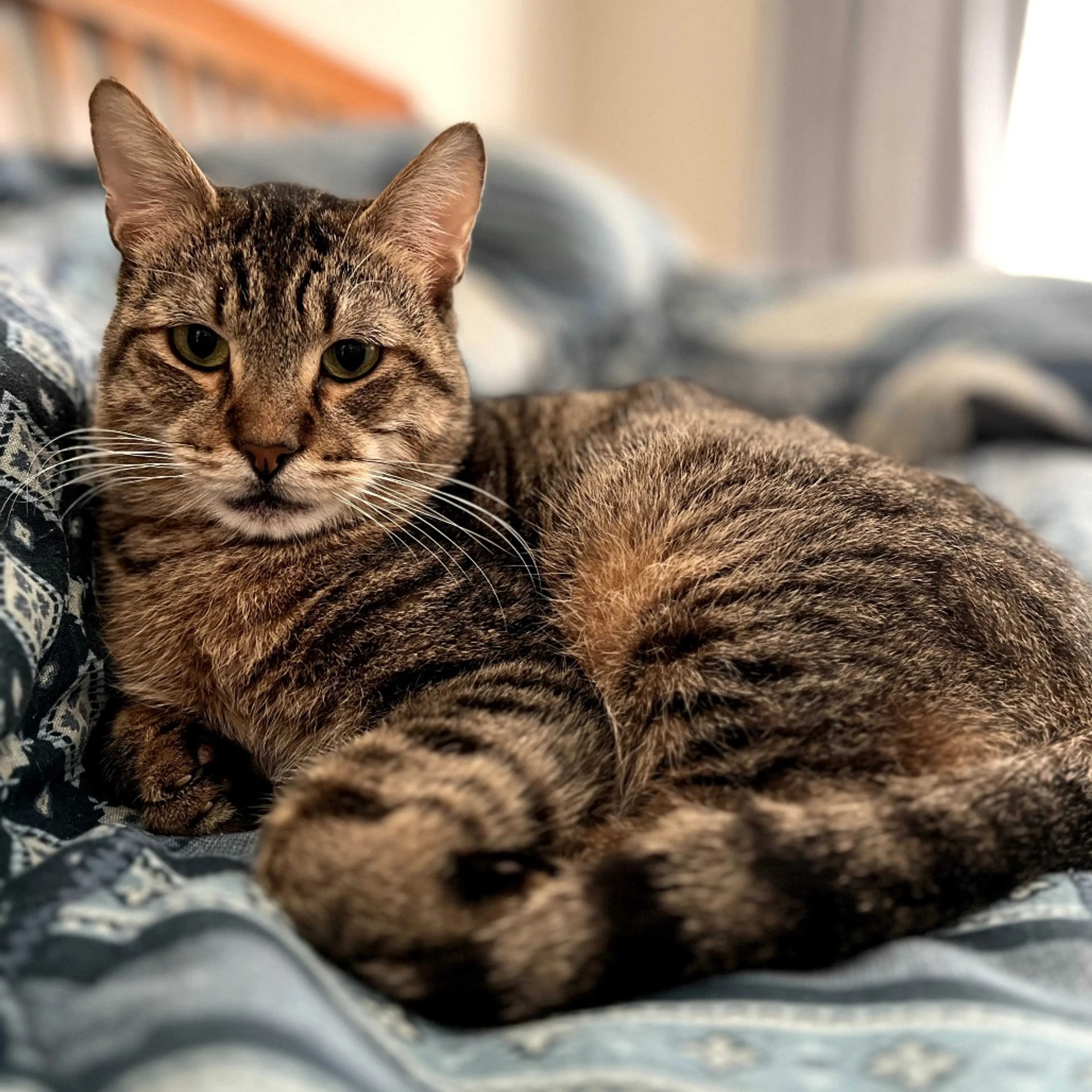 Found pet-5