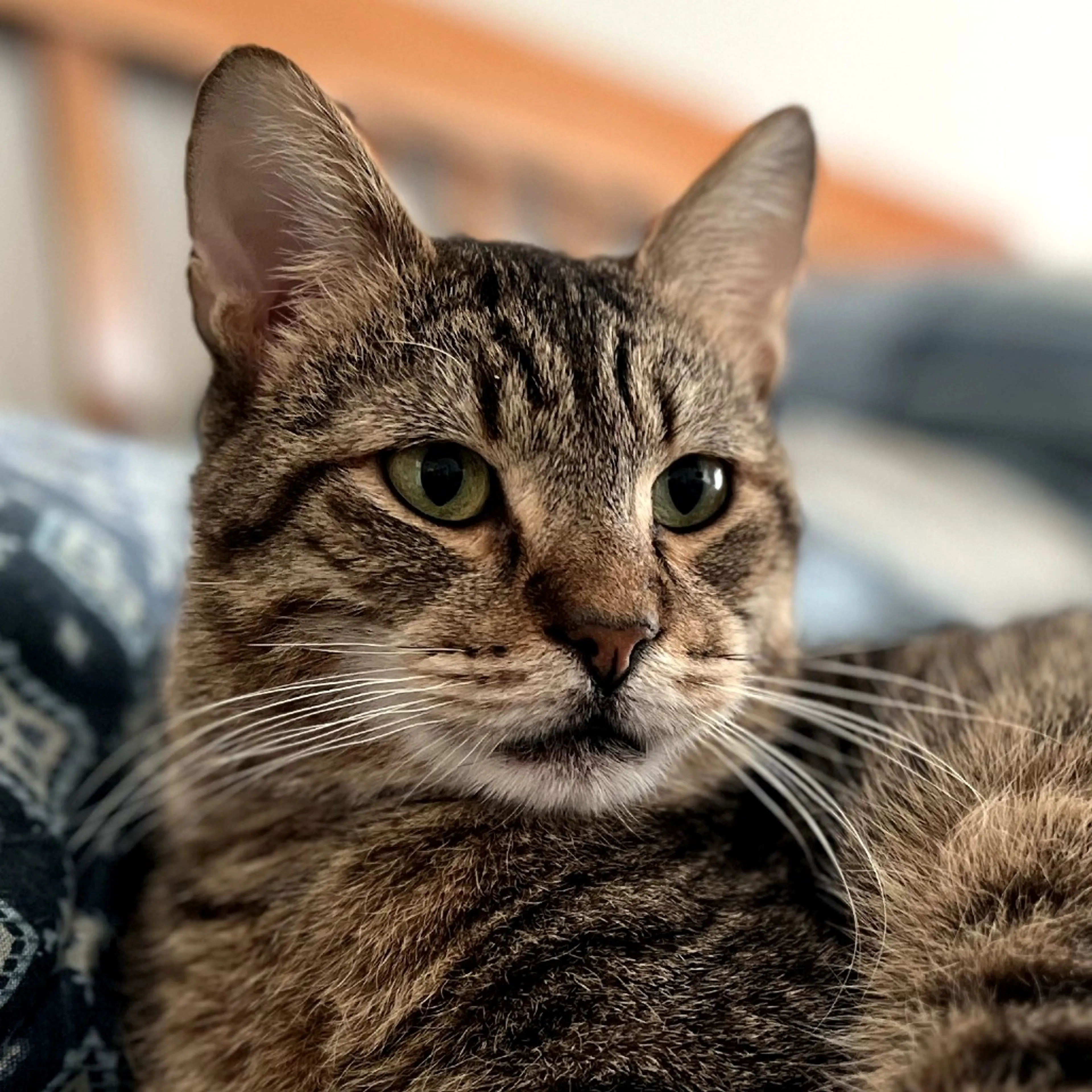 Found pet-6