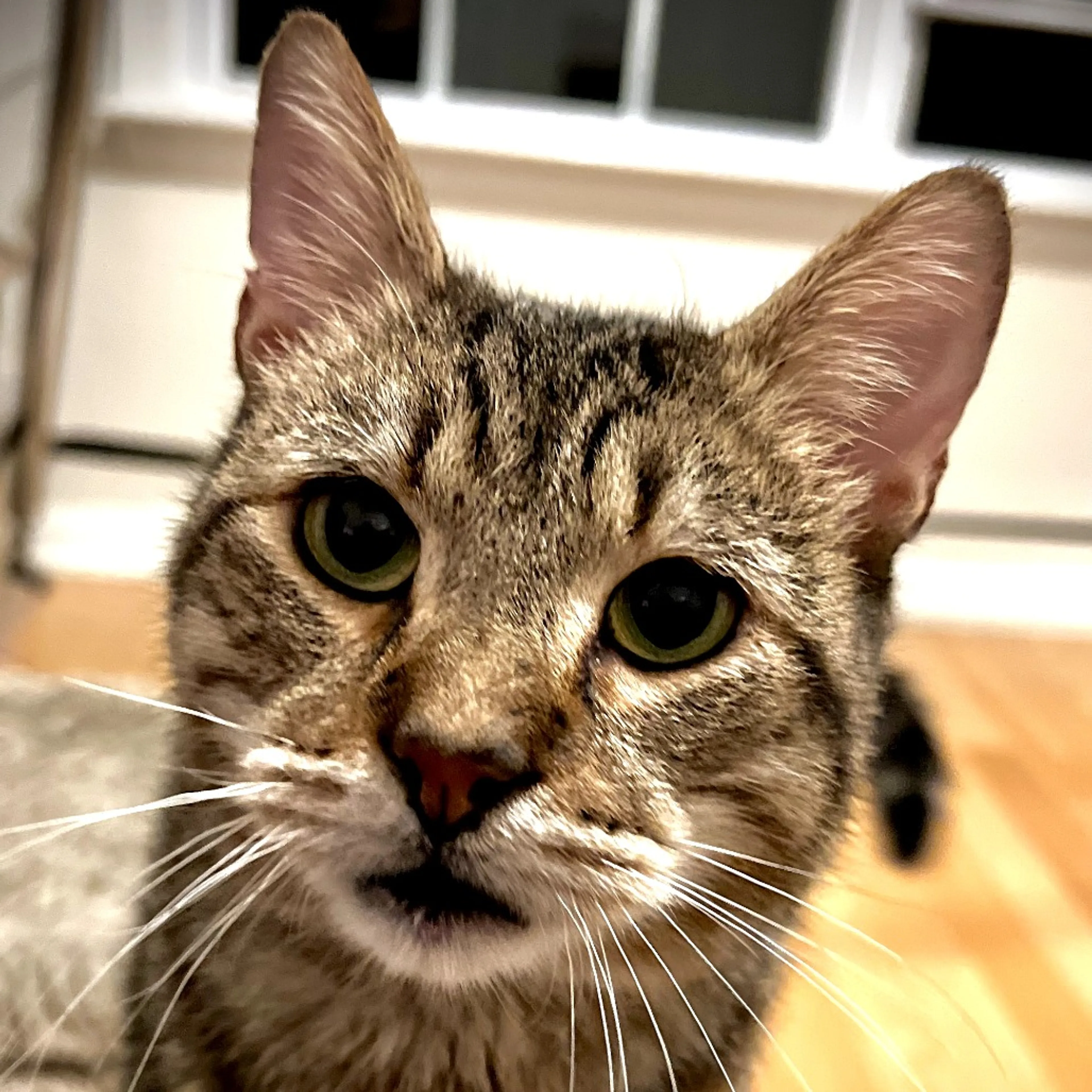 Found pet-2