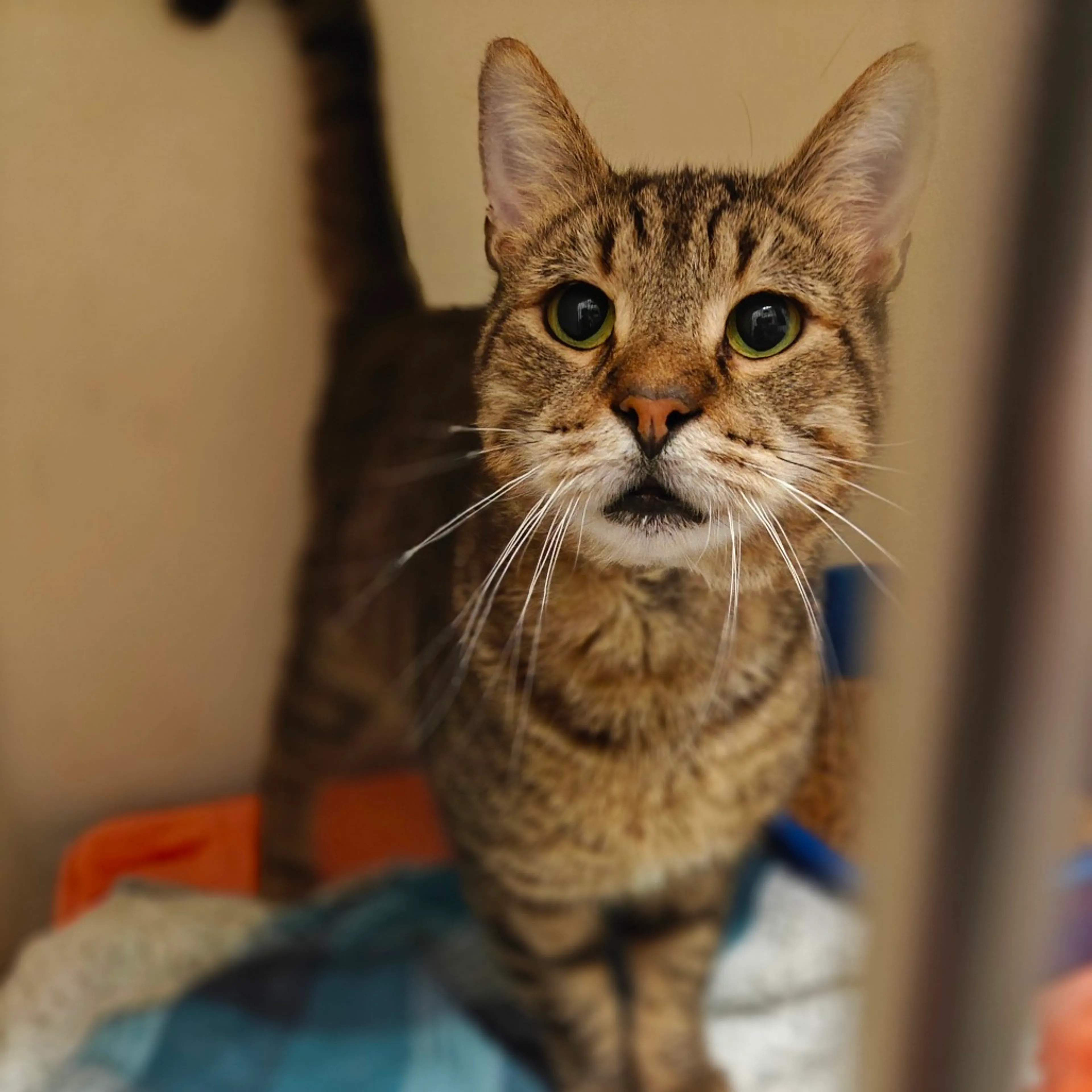 Found pet-17