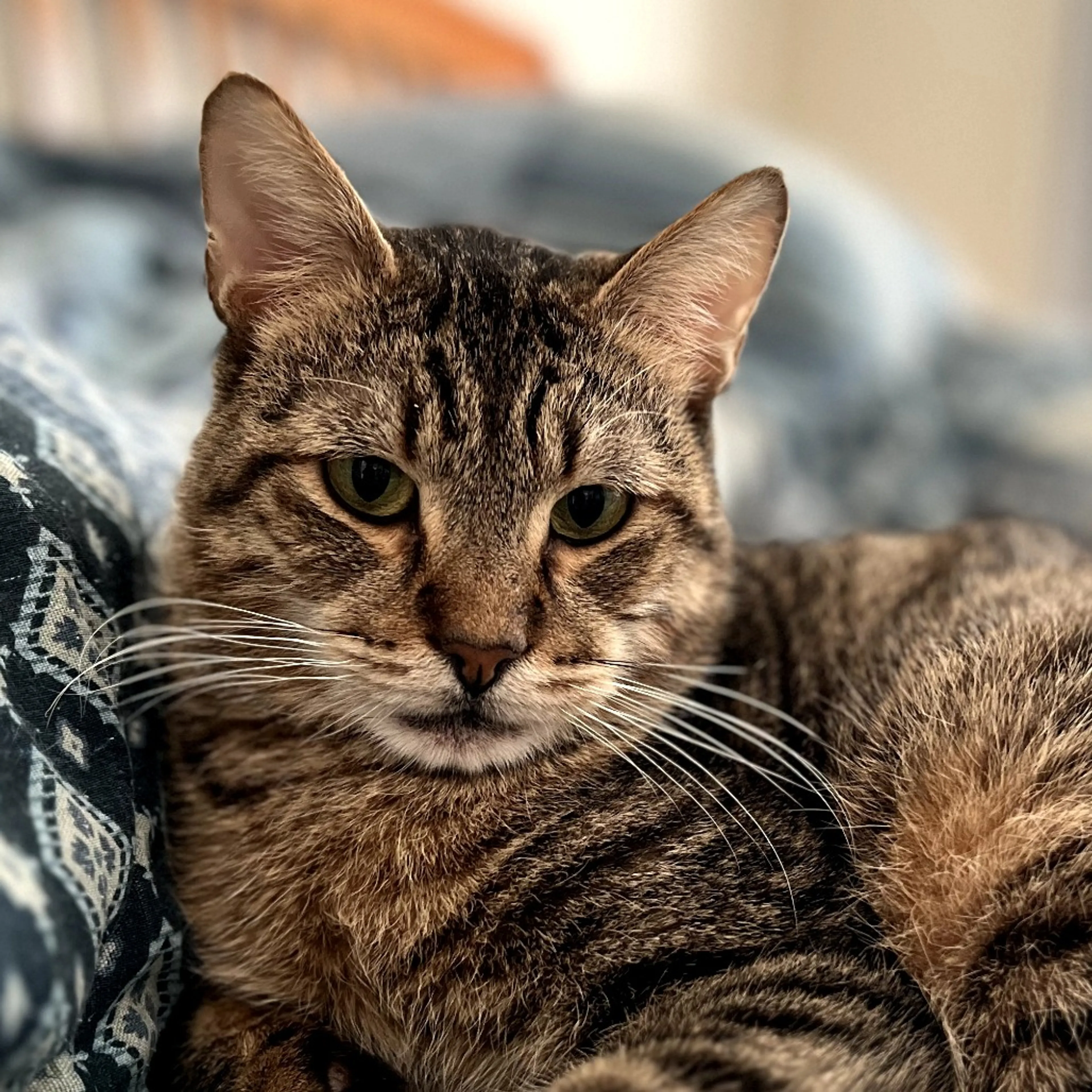 Found pet-4