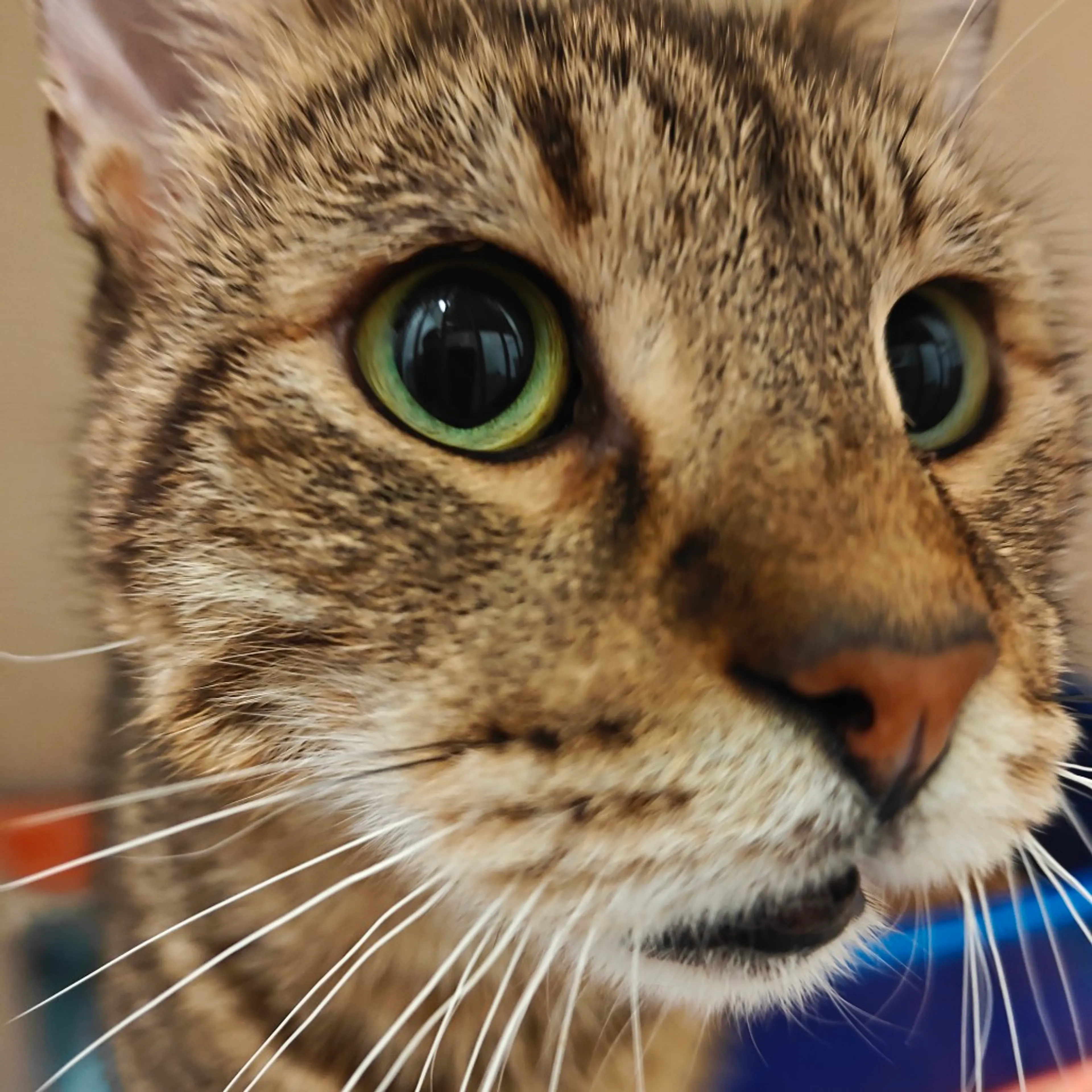 Found pet-19