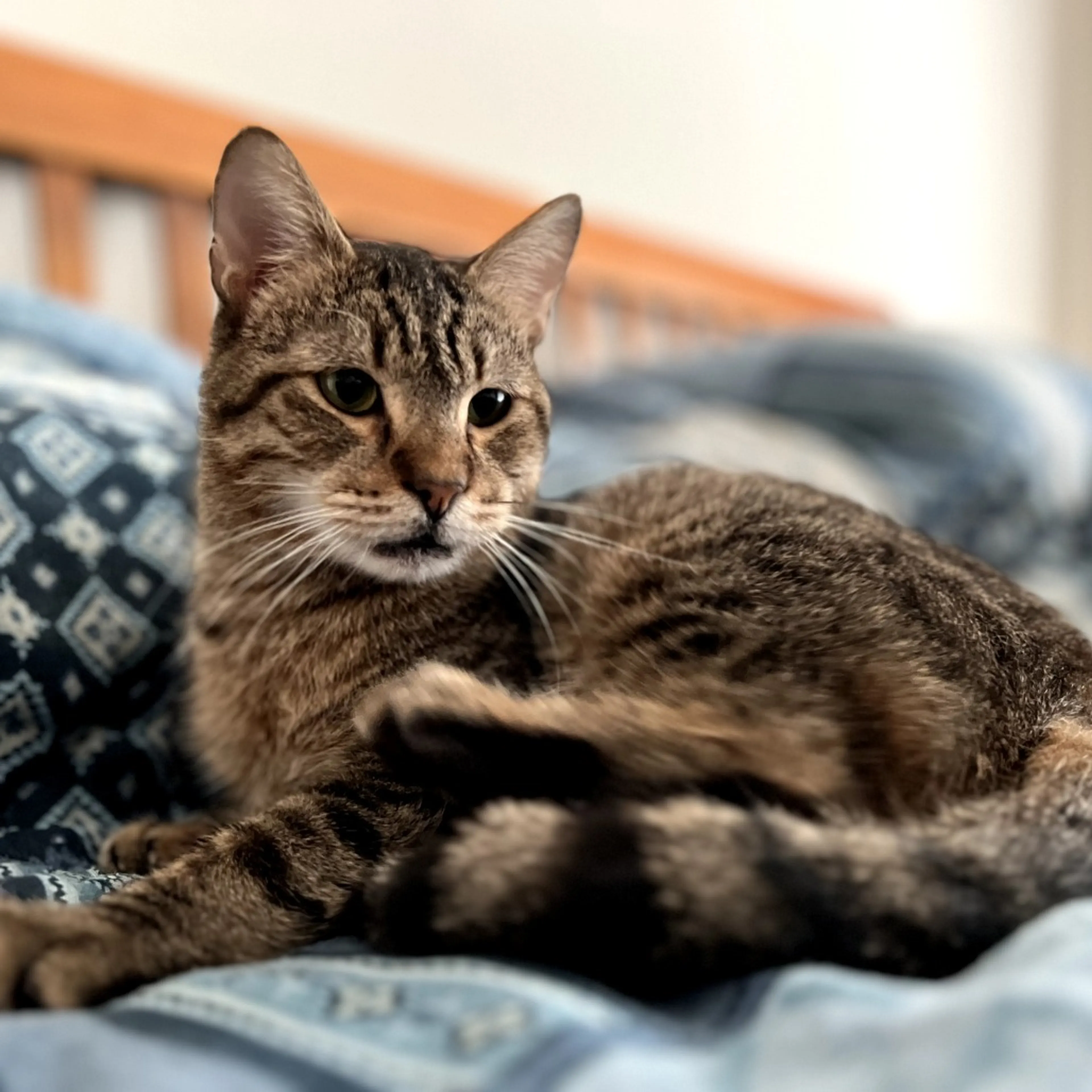Found pet-7
