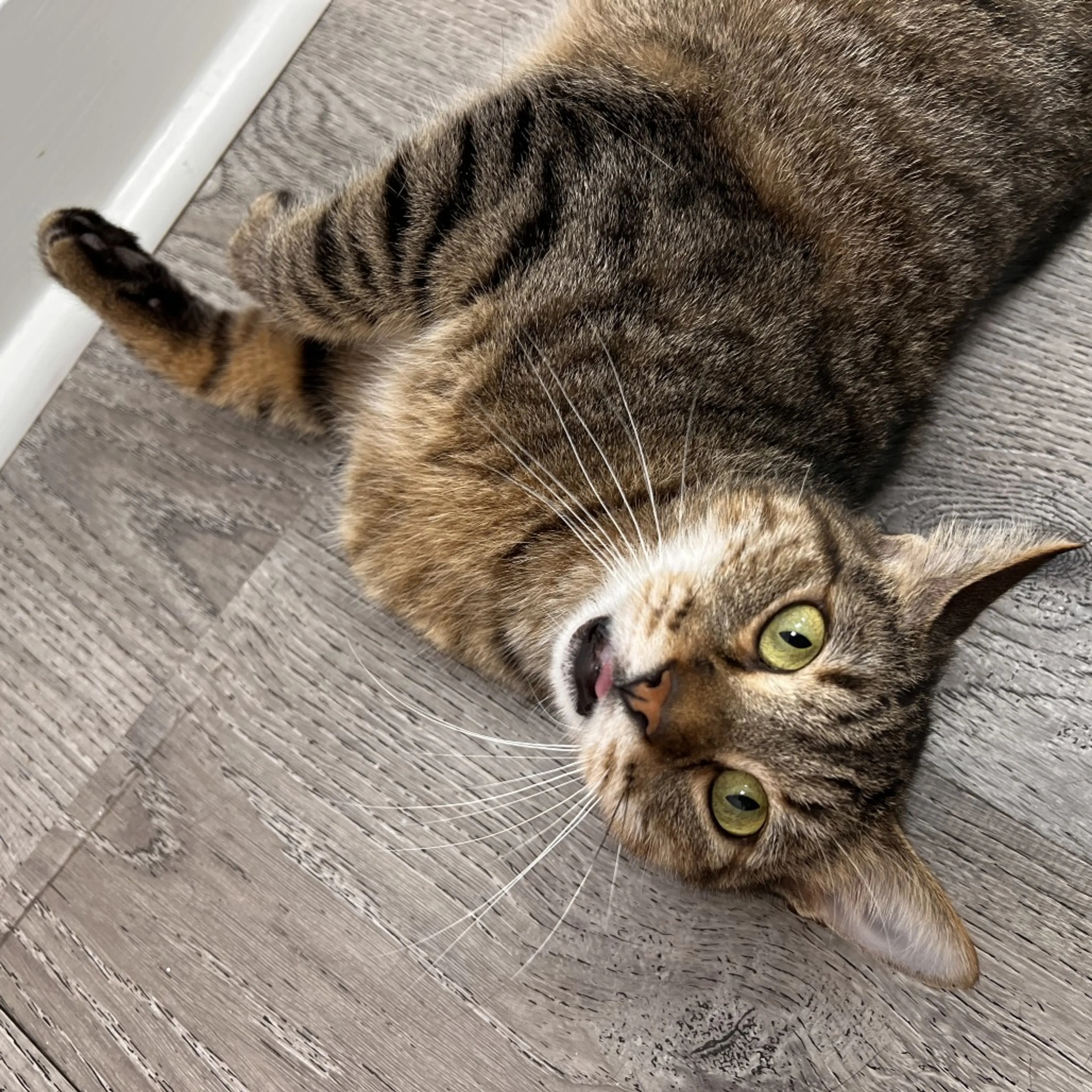 Found pet-14