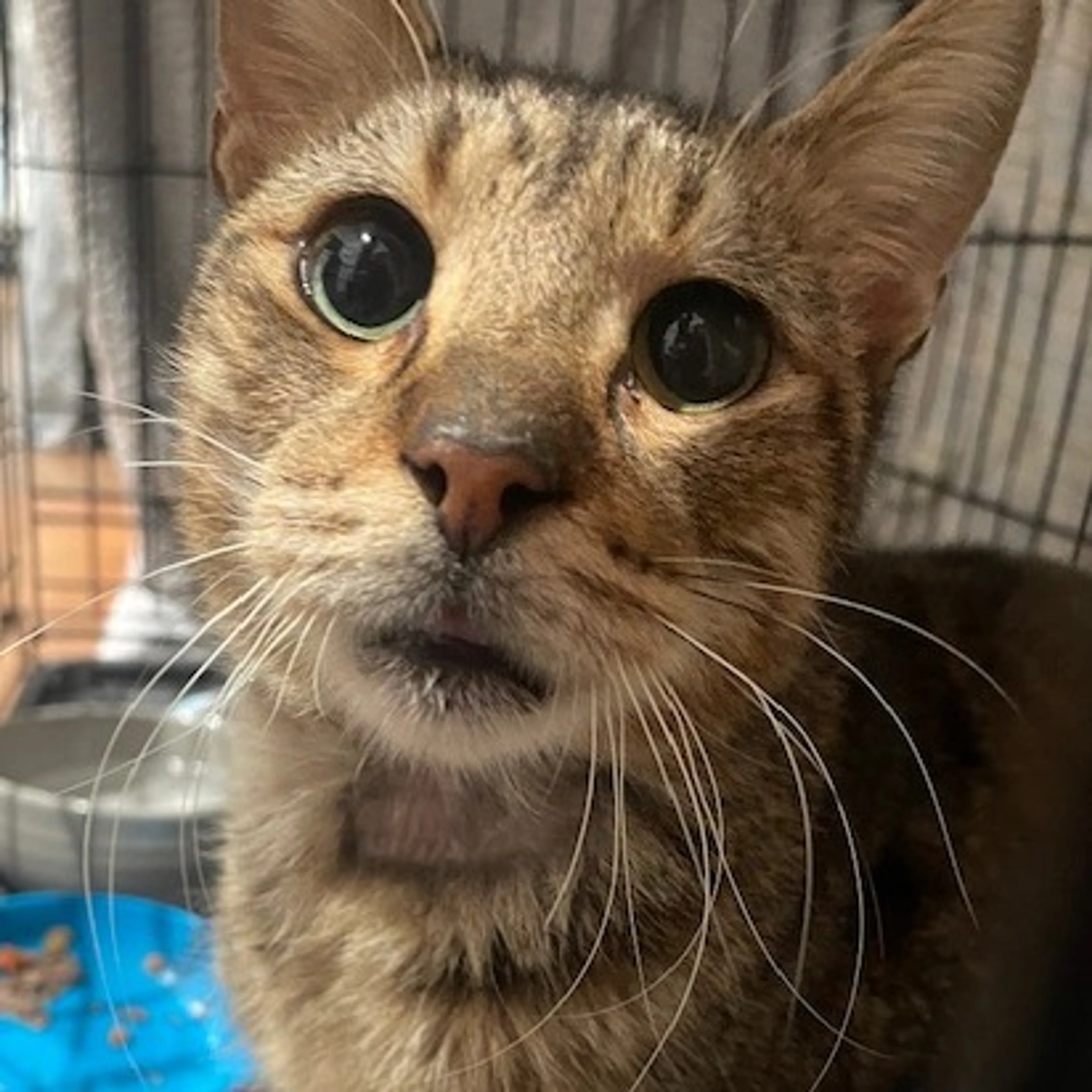 Found pet-1