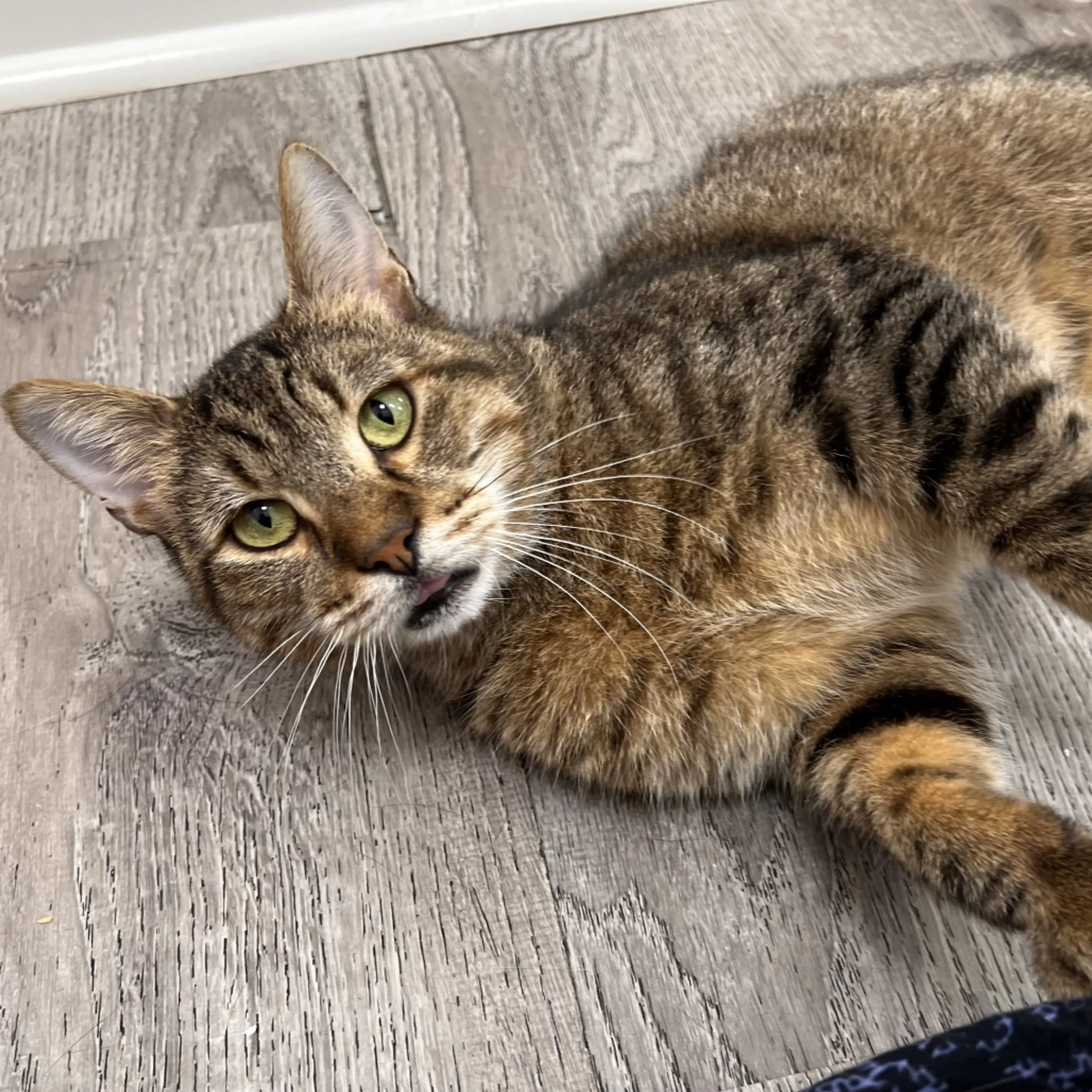 Found pet-13