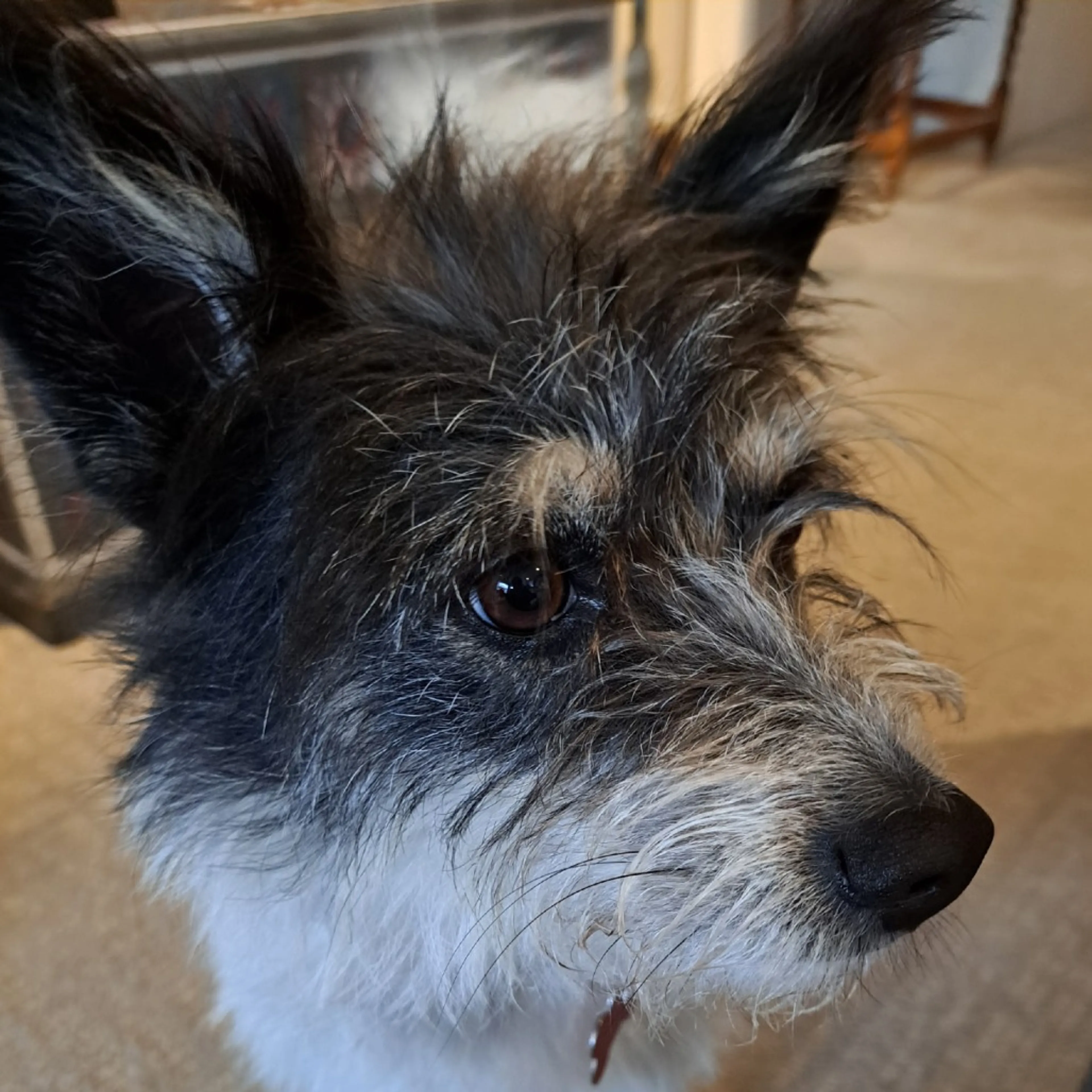 Found pet-5