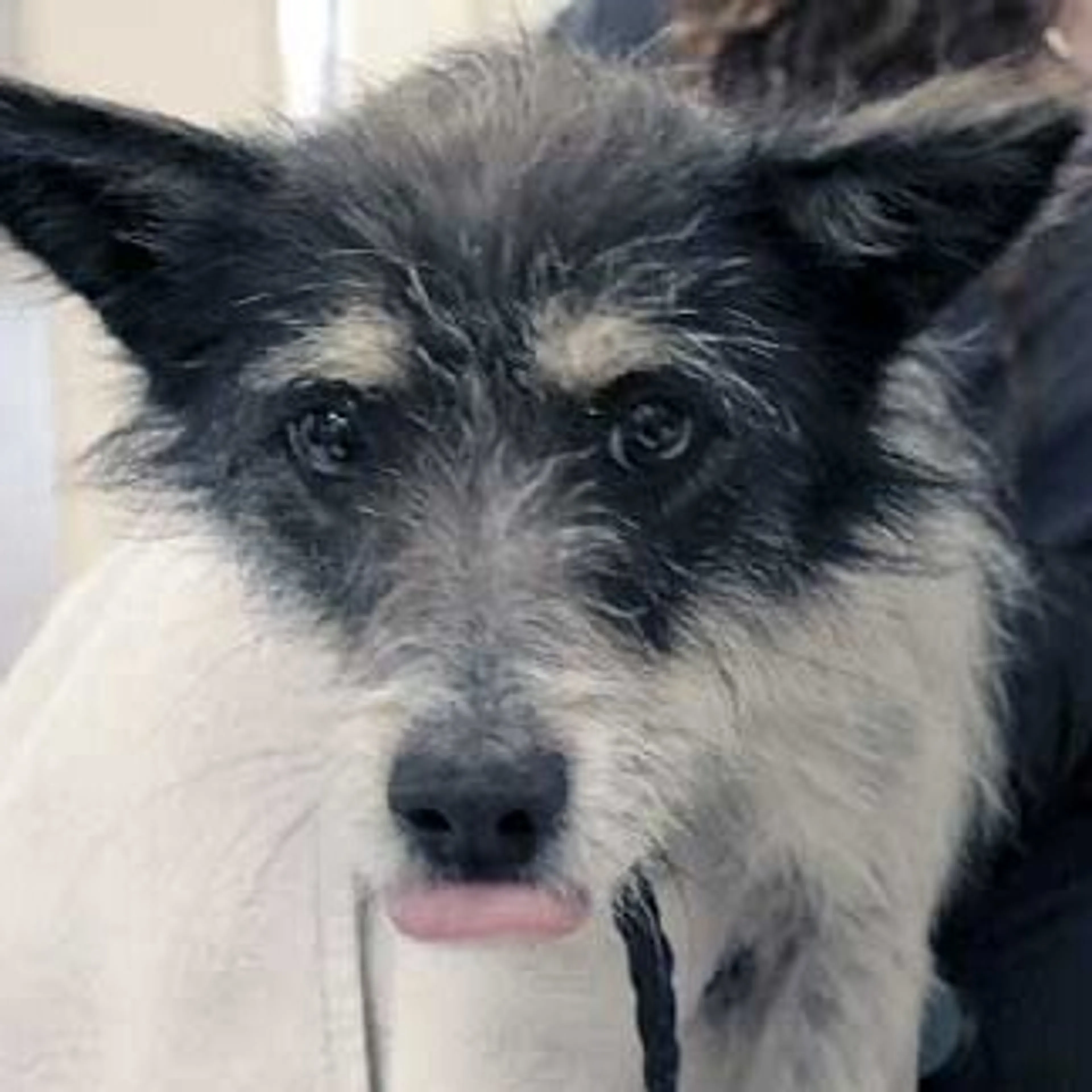 Found pet-1