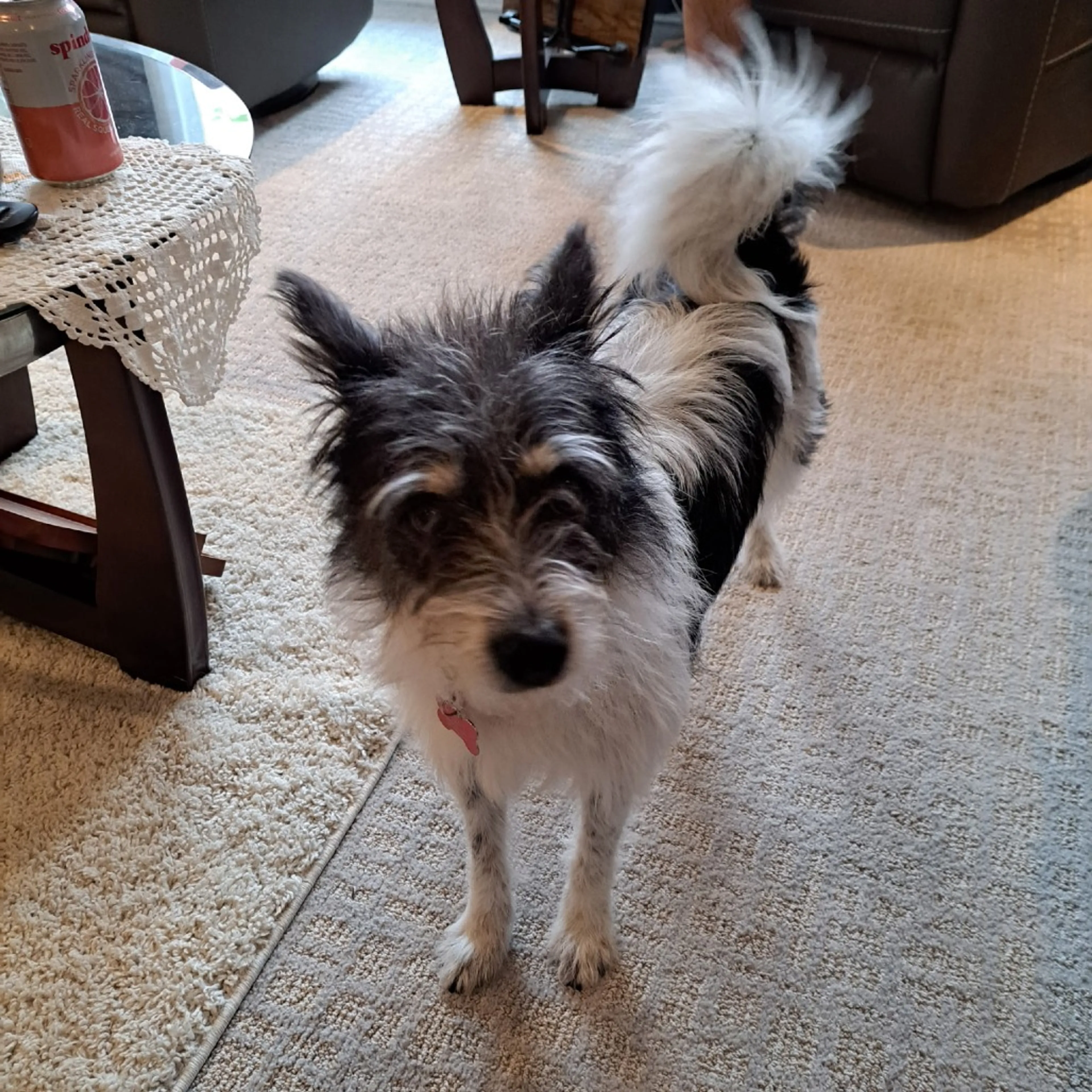 Found pet-4