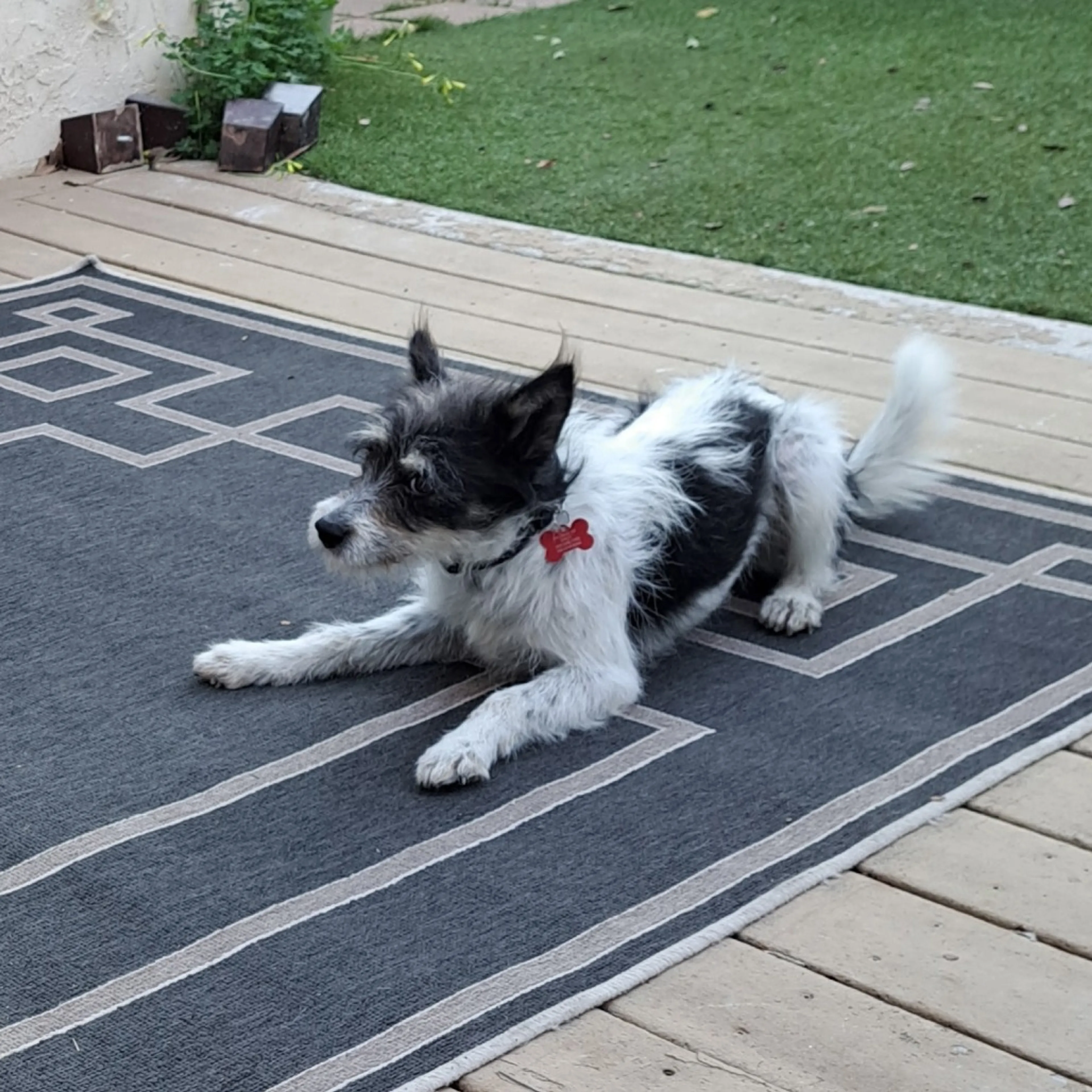 Found pet-2
