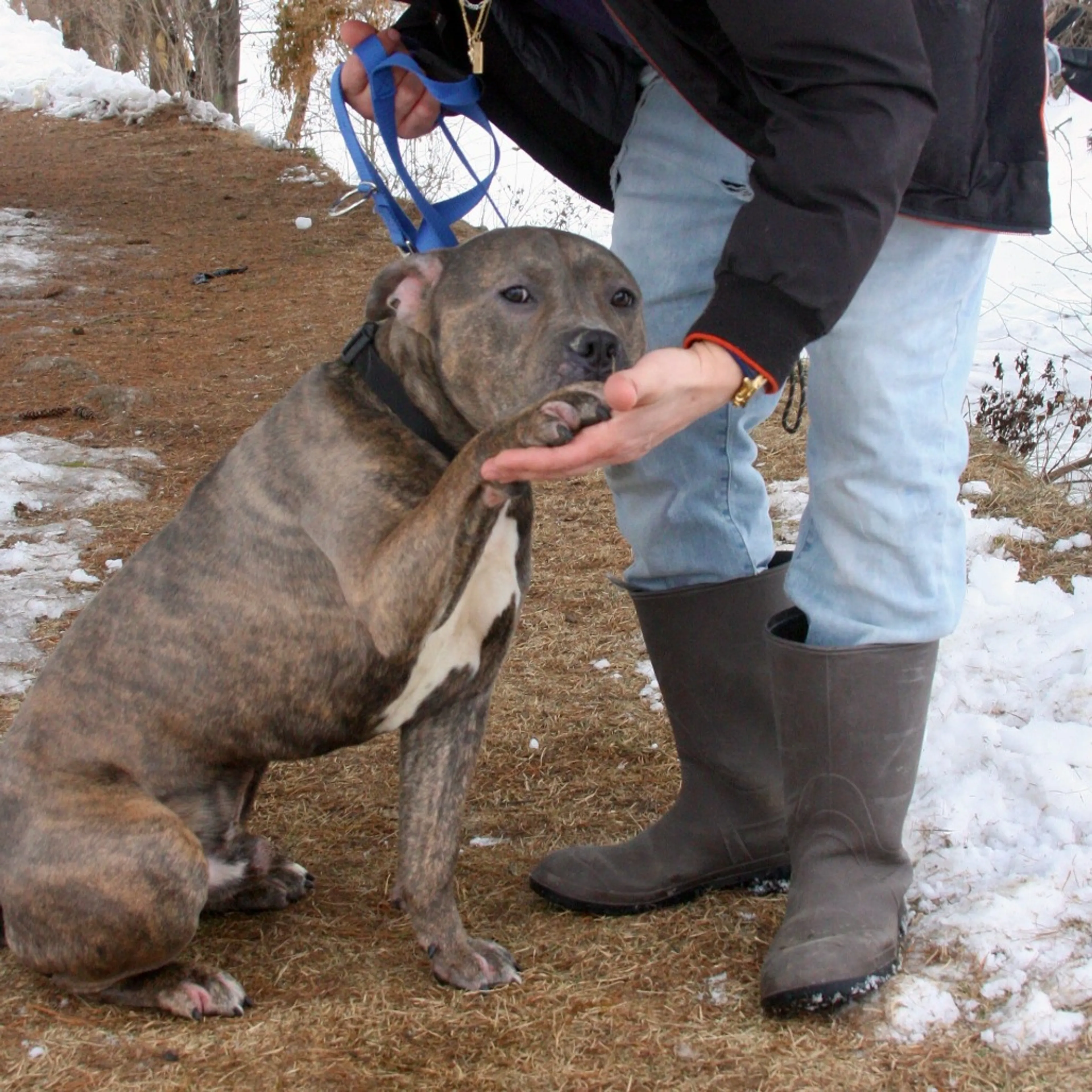 Found pet-5