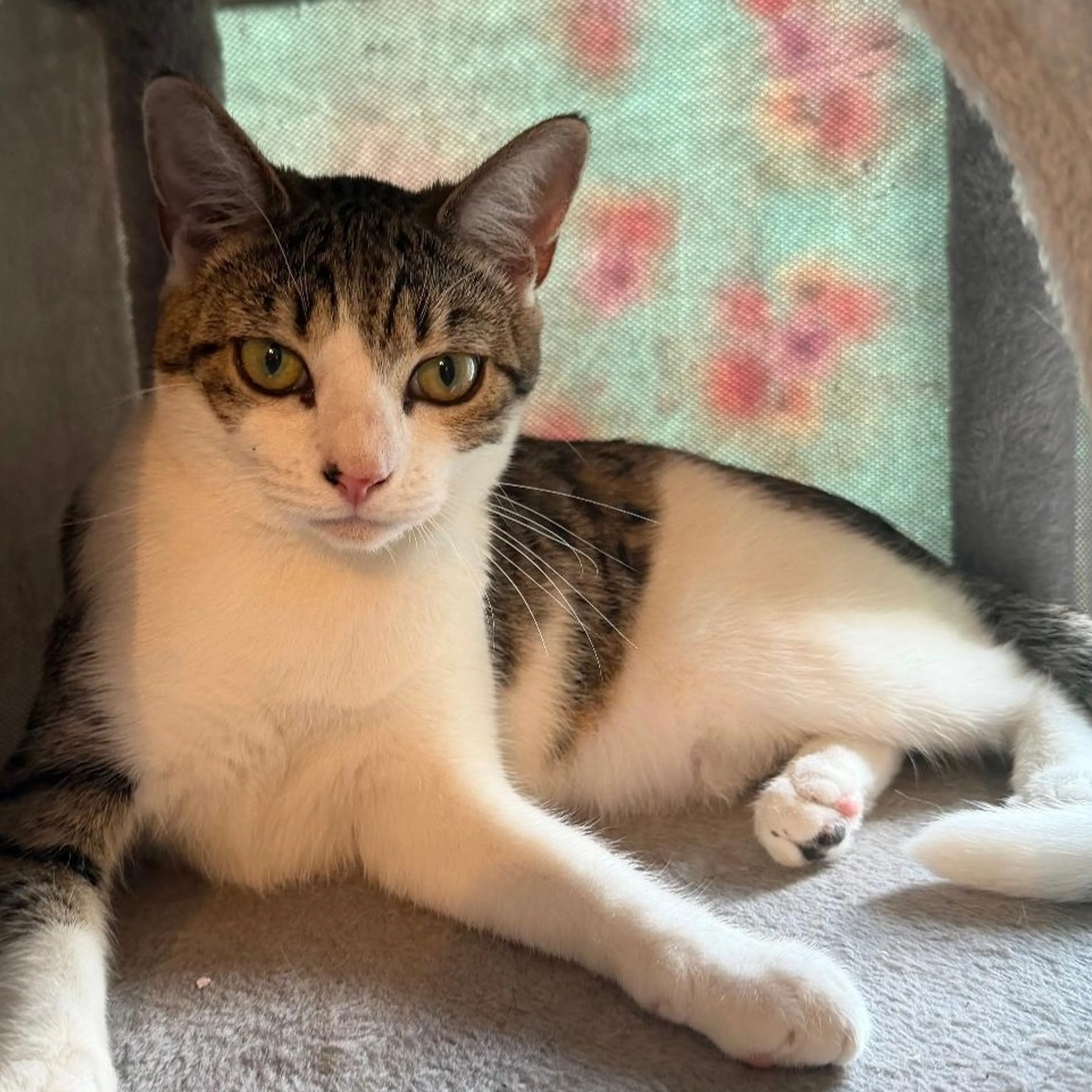 Found pet-2