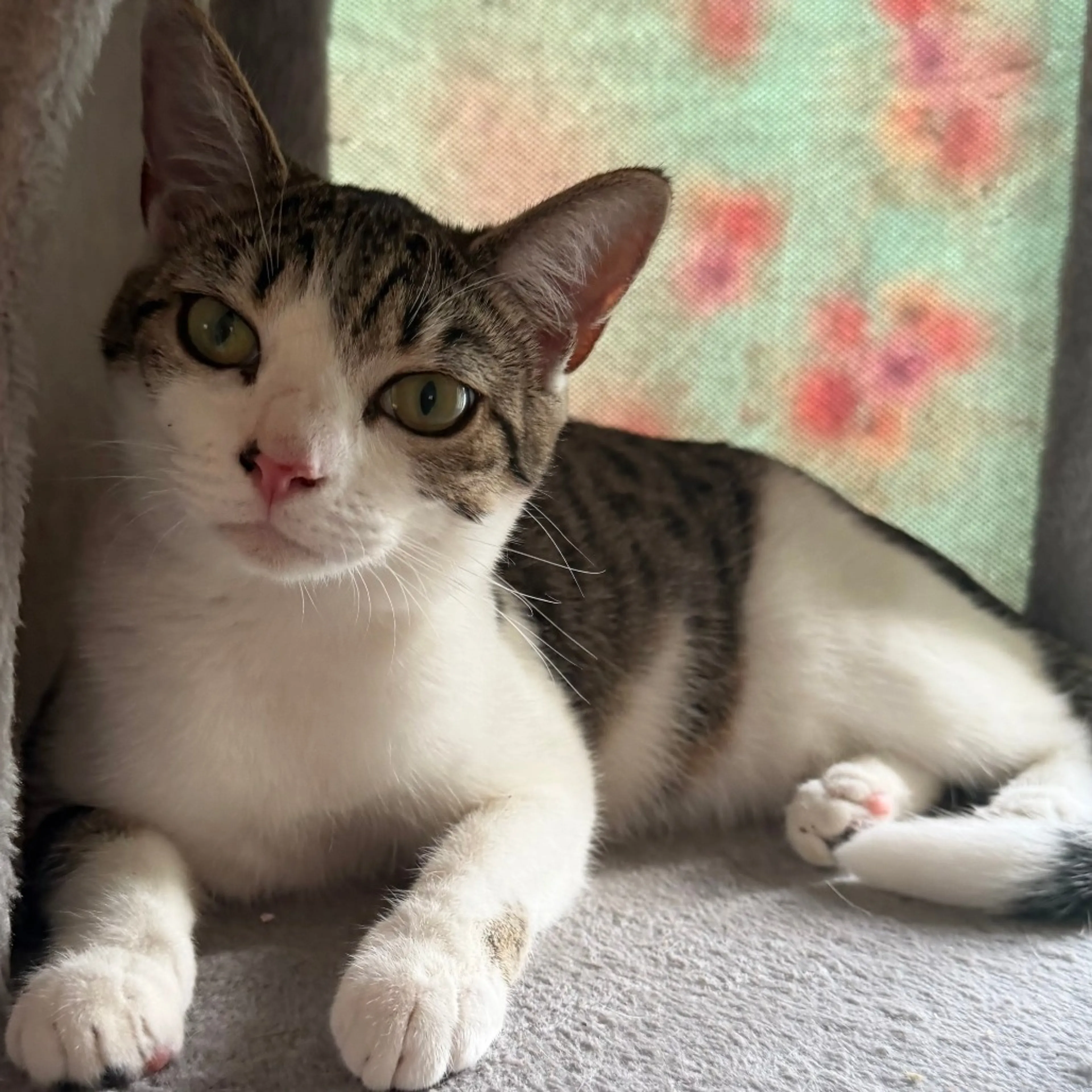 Found pet-1