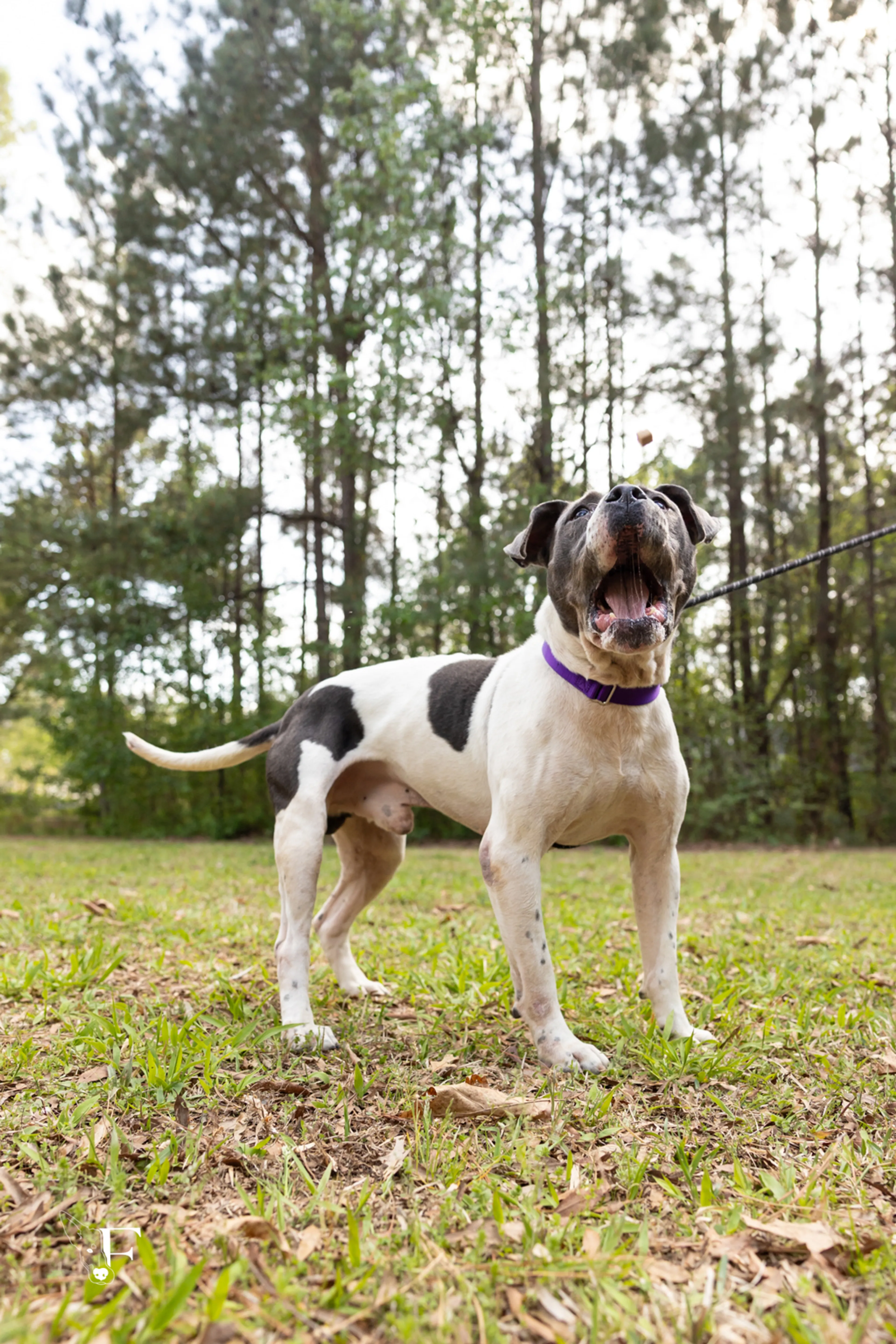 Found pet-6