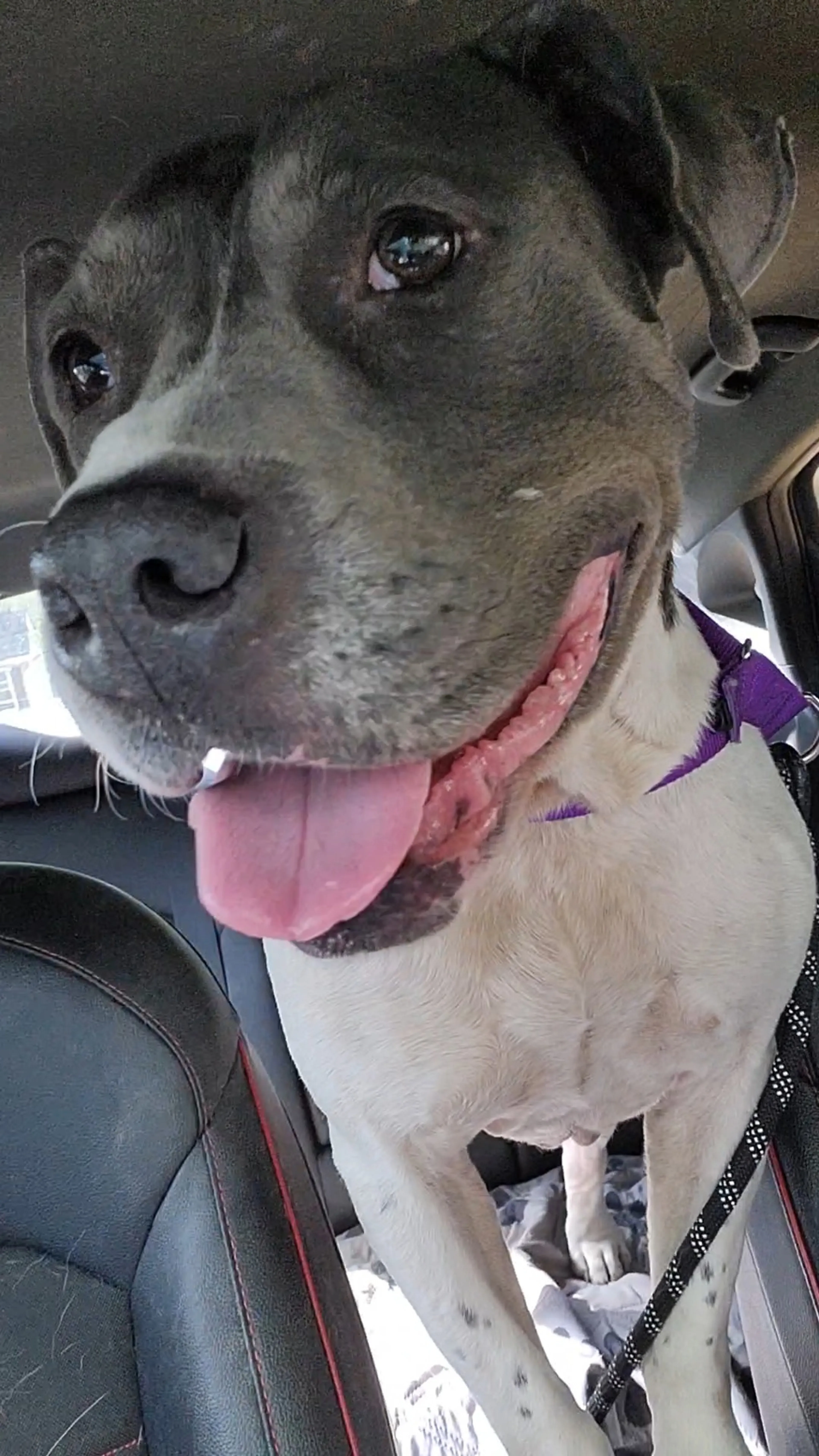 Found pet-11