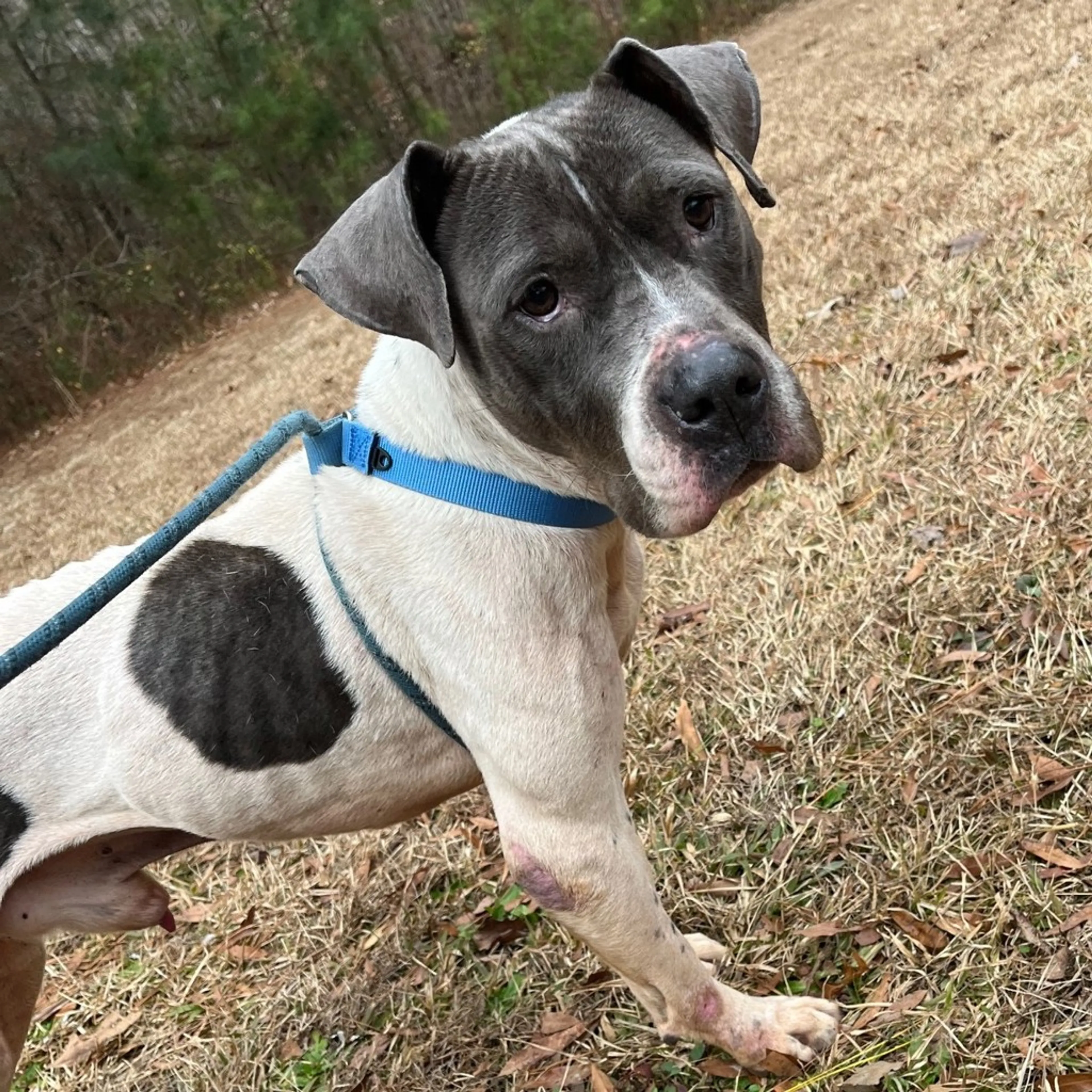Found pet-13