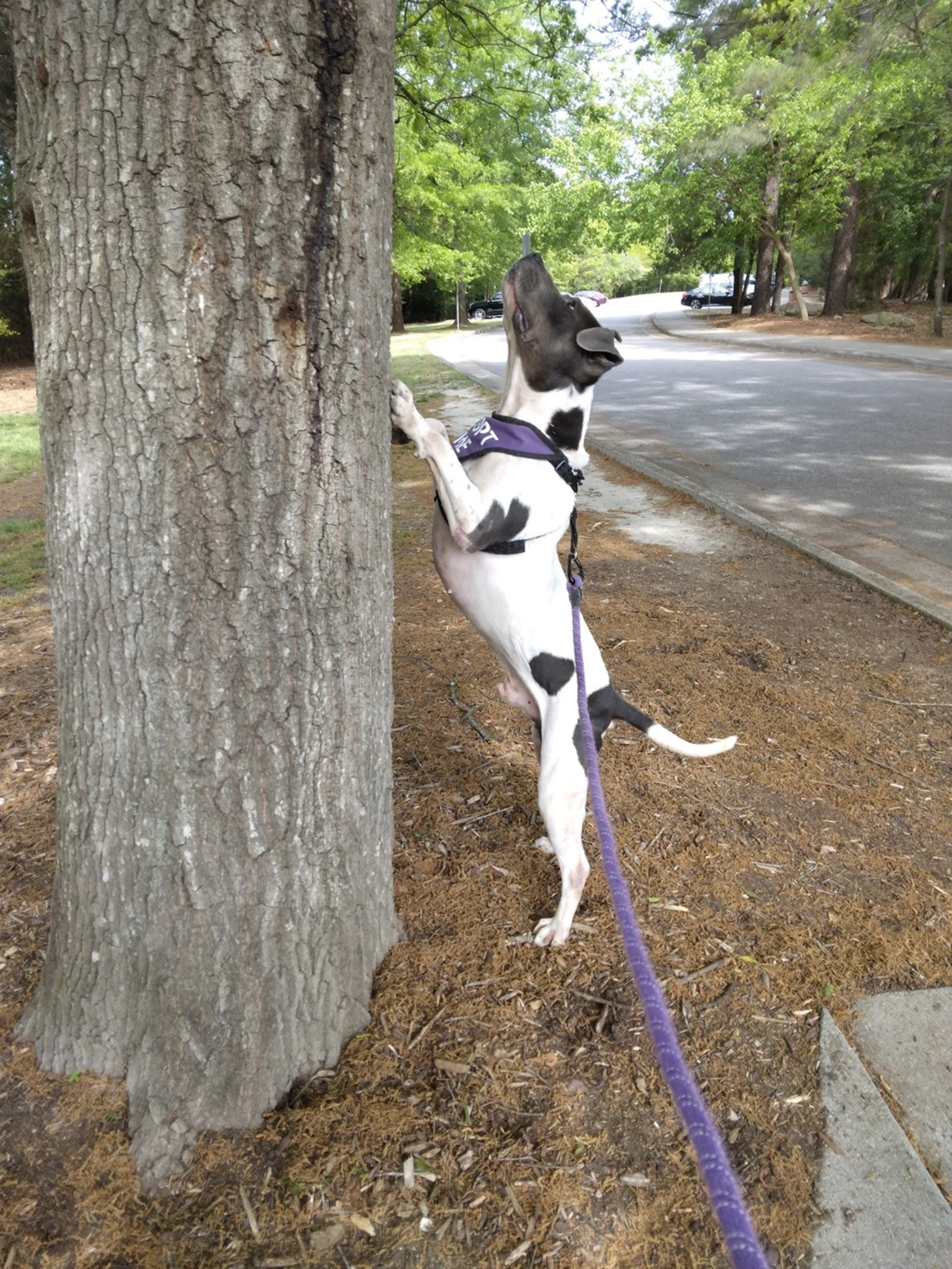Found pet-8