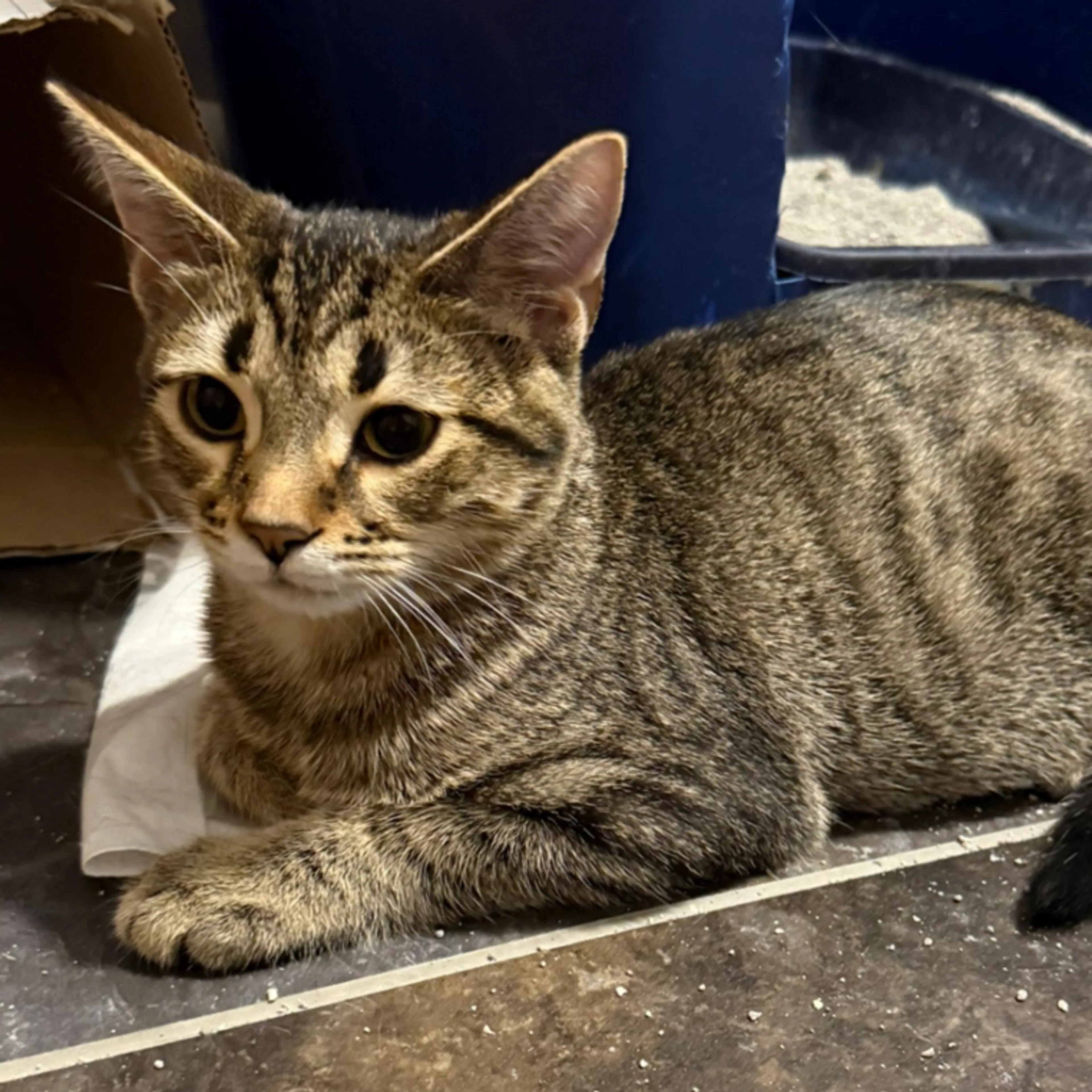 Found pet-1
