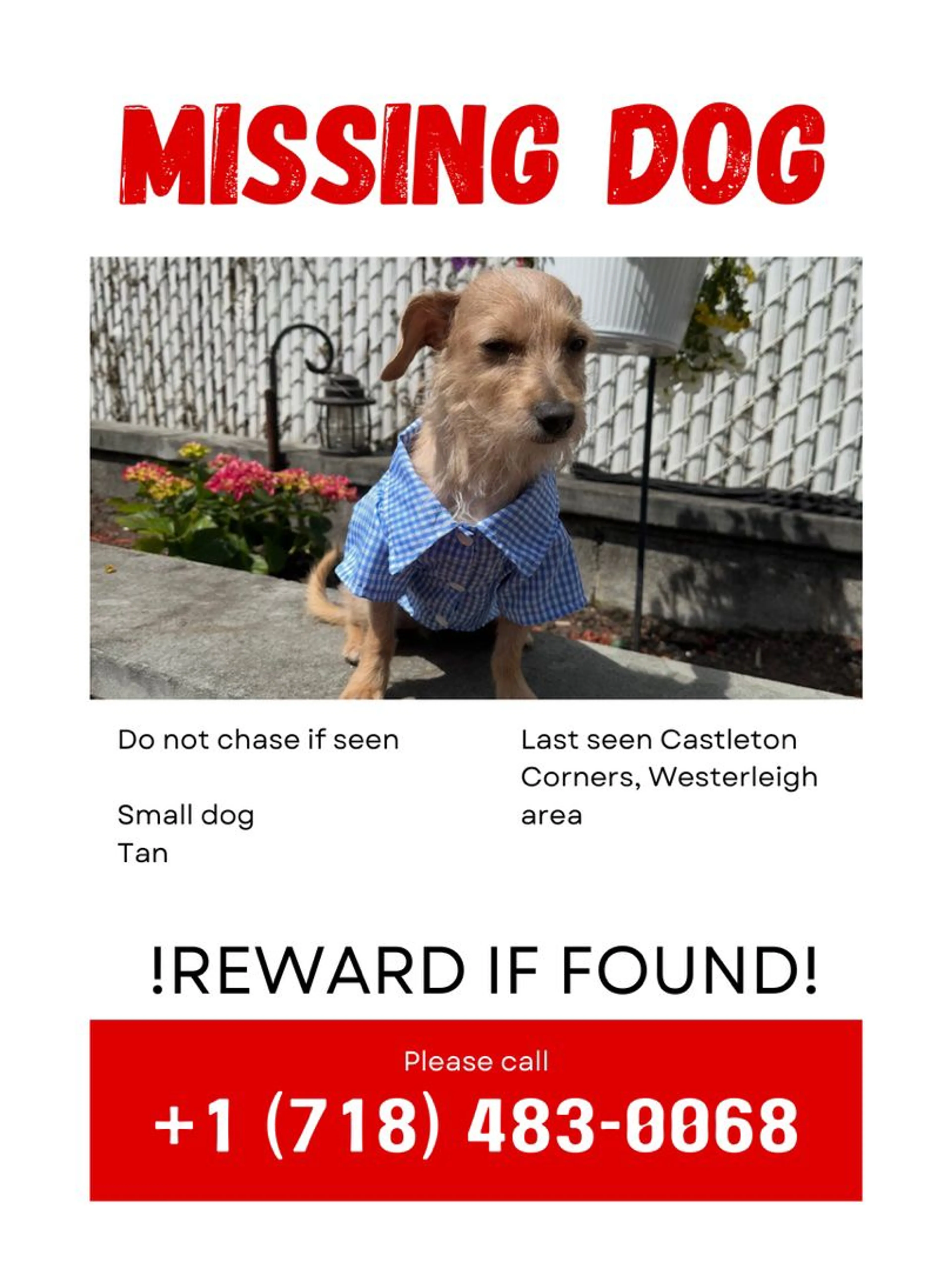Lost pet