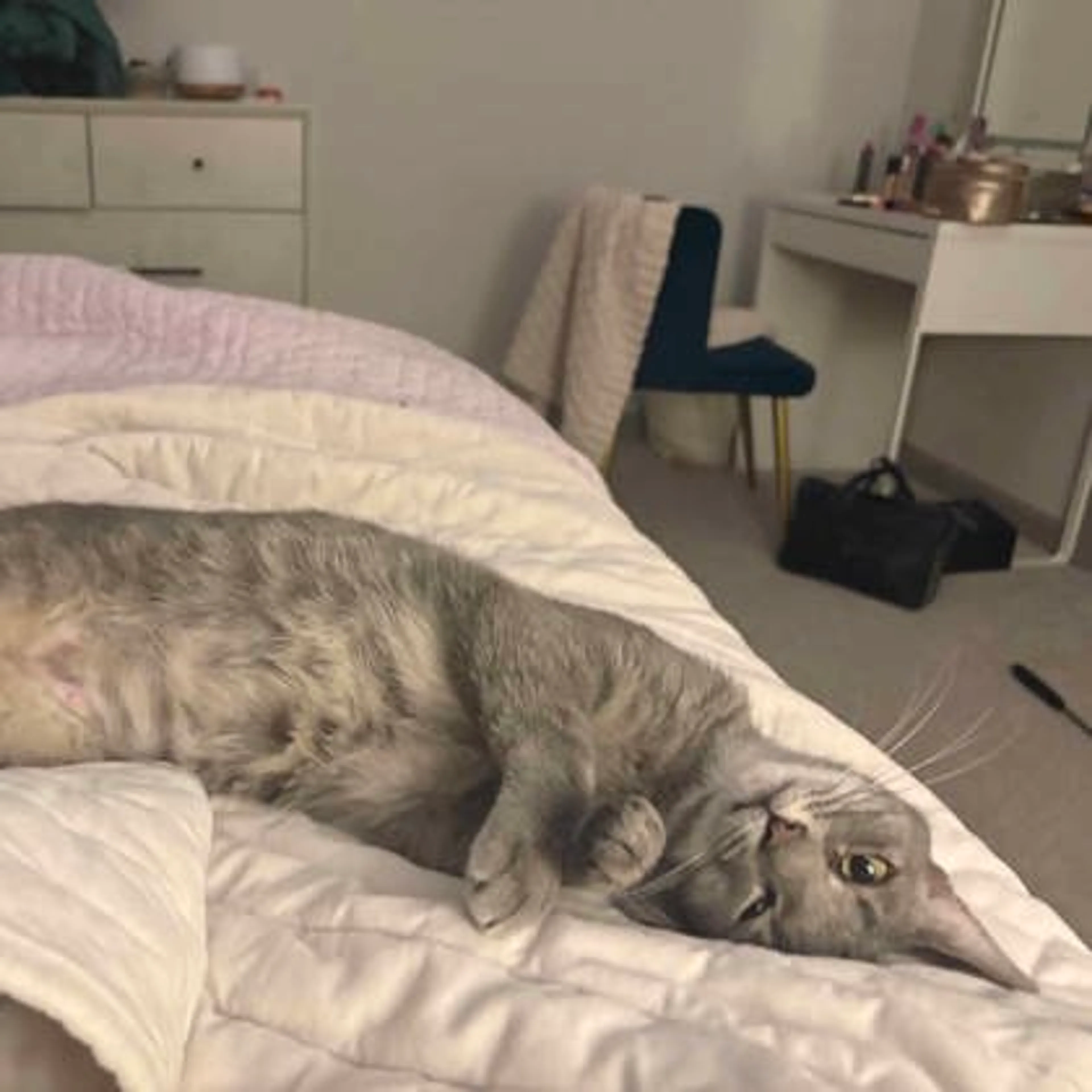 Found pet-1