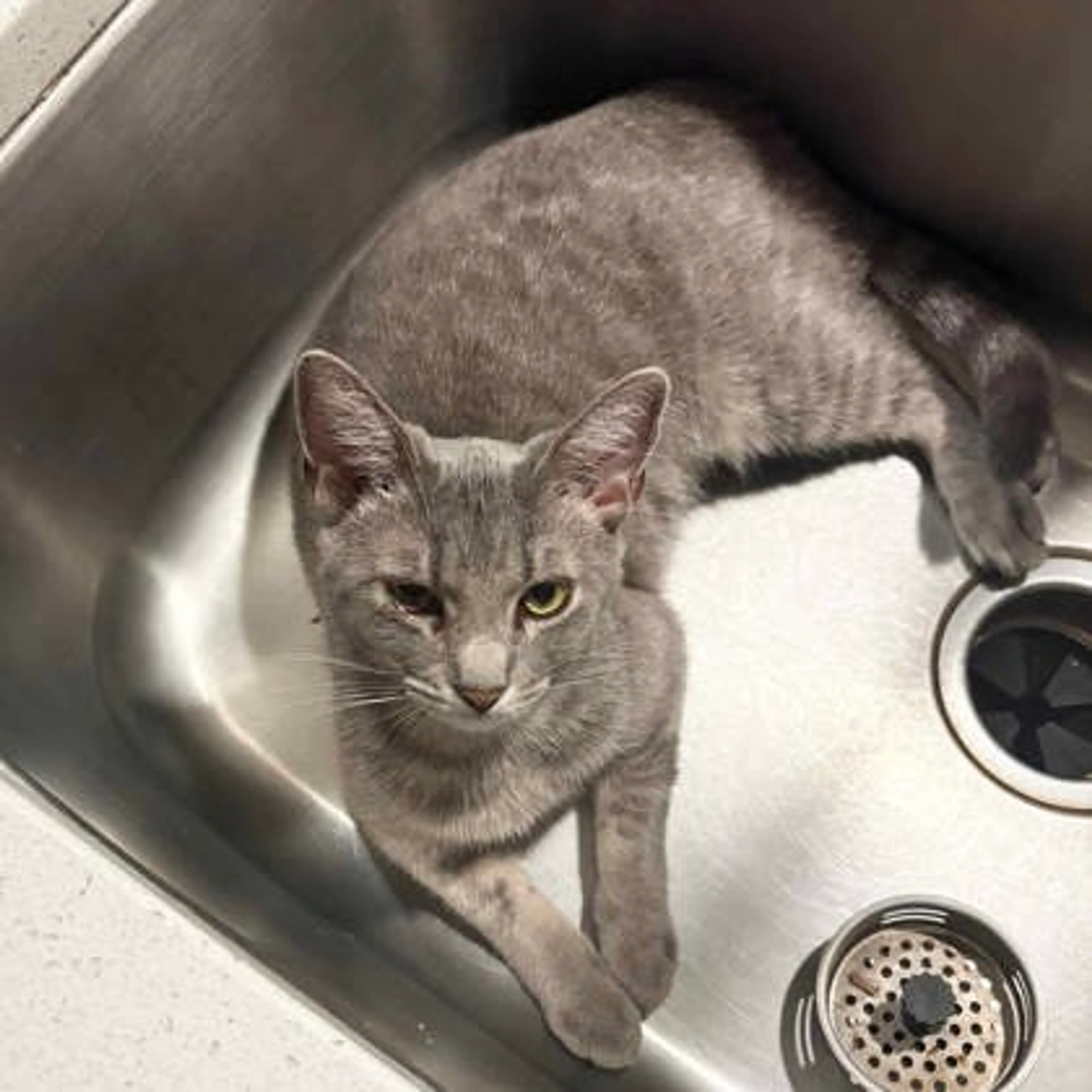 Found pet-2