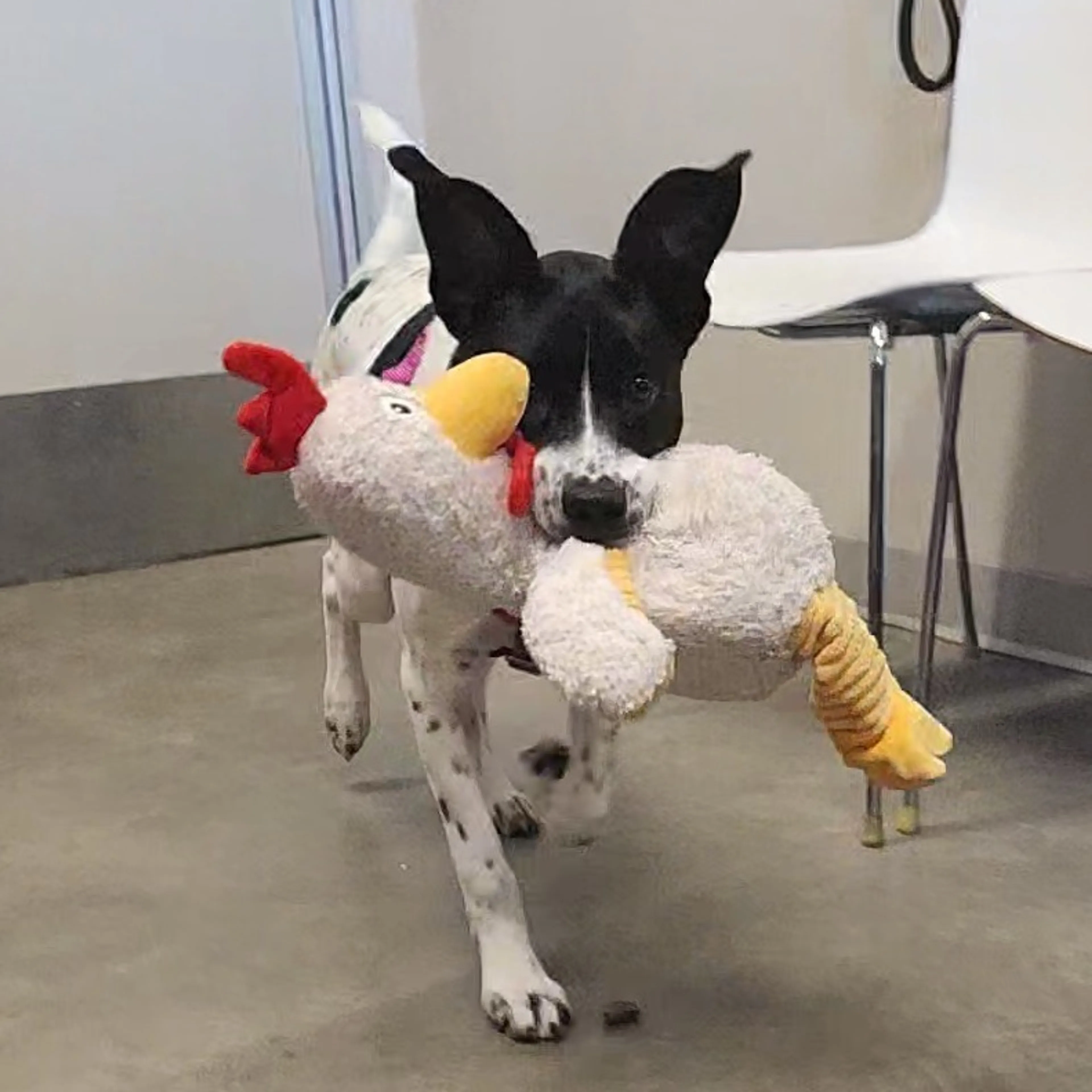 Found pet-2