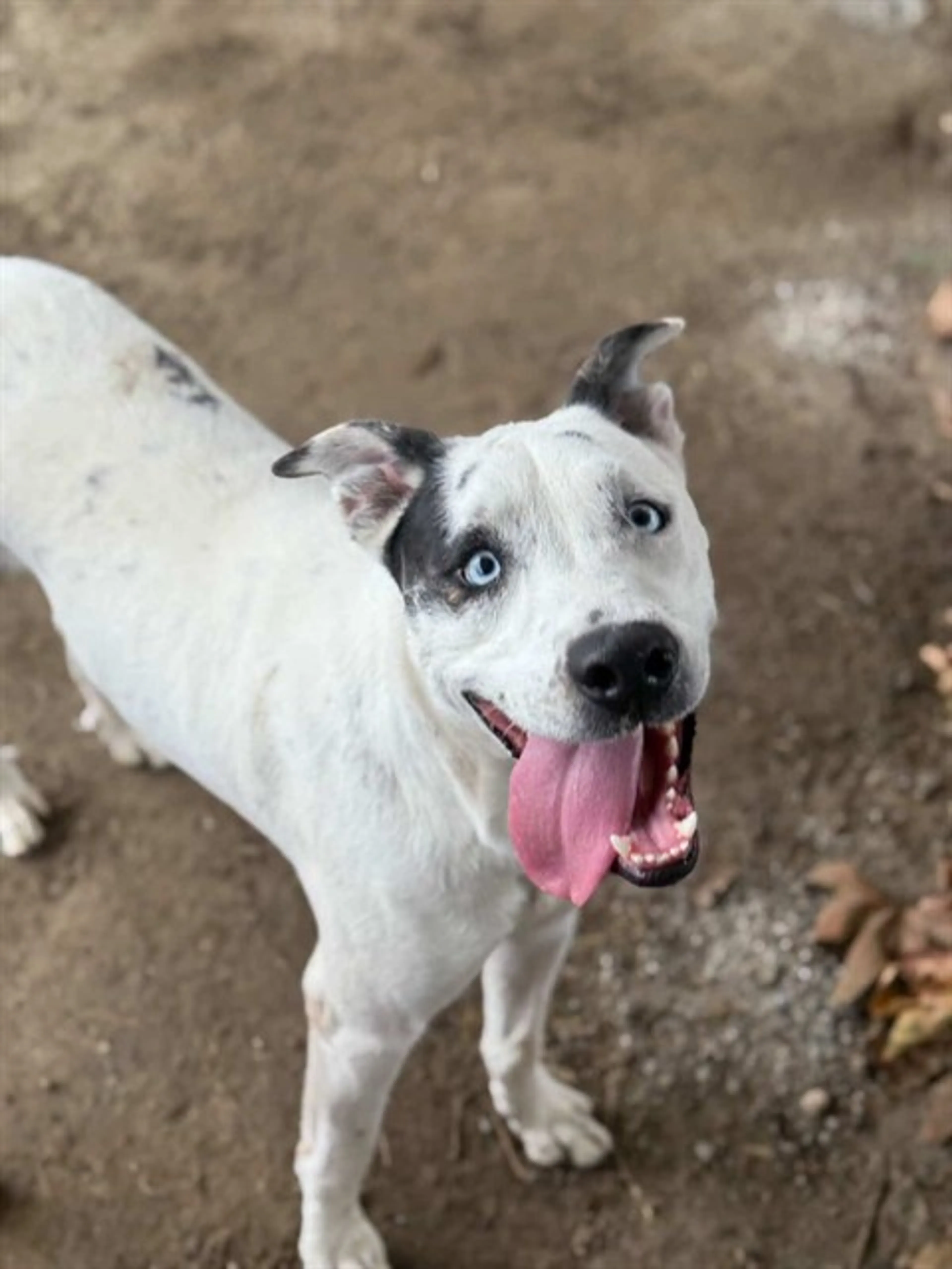 Found pet