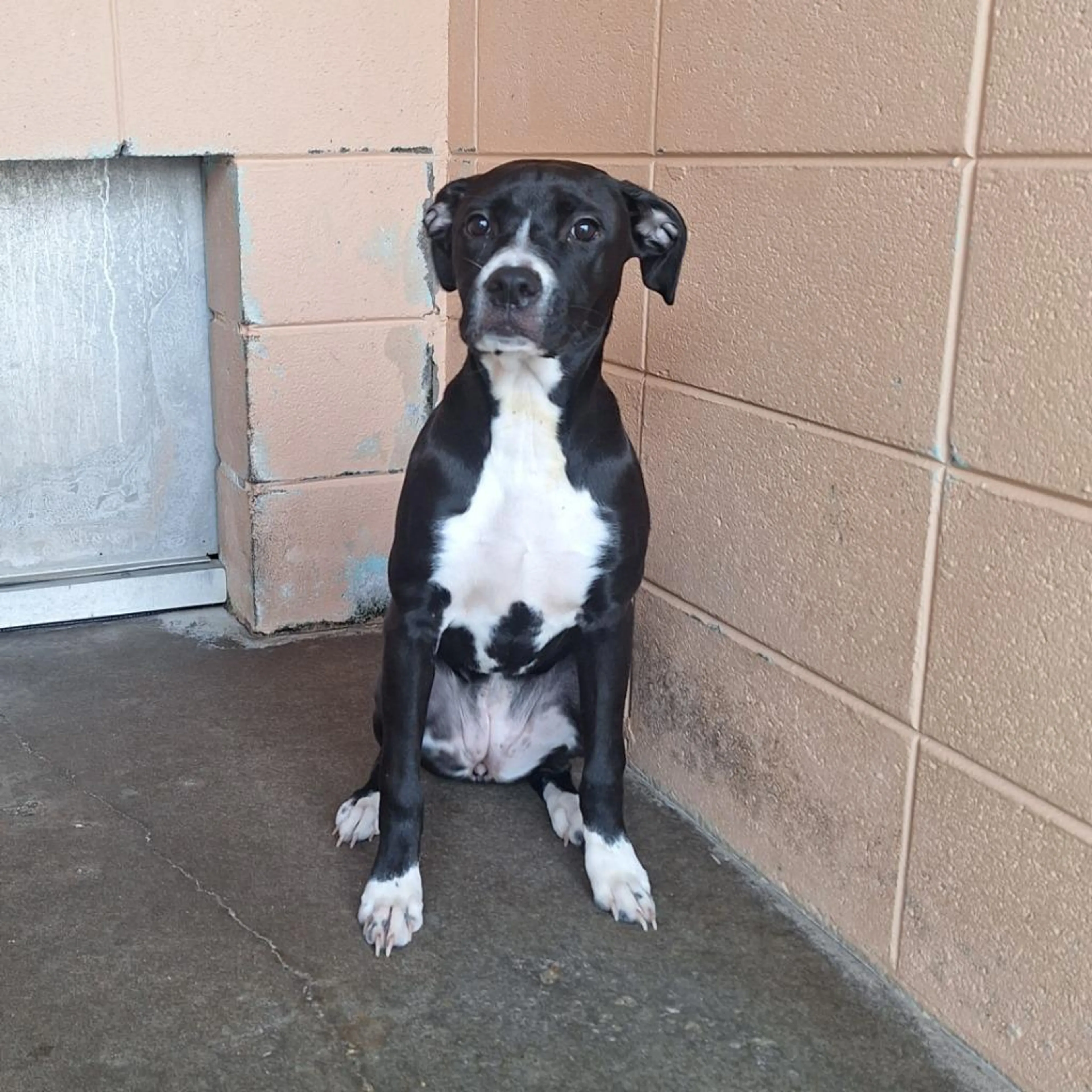 Found pet-2