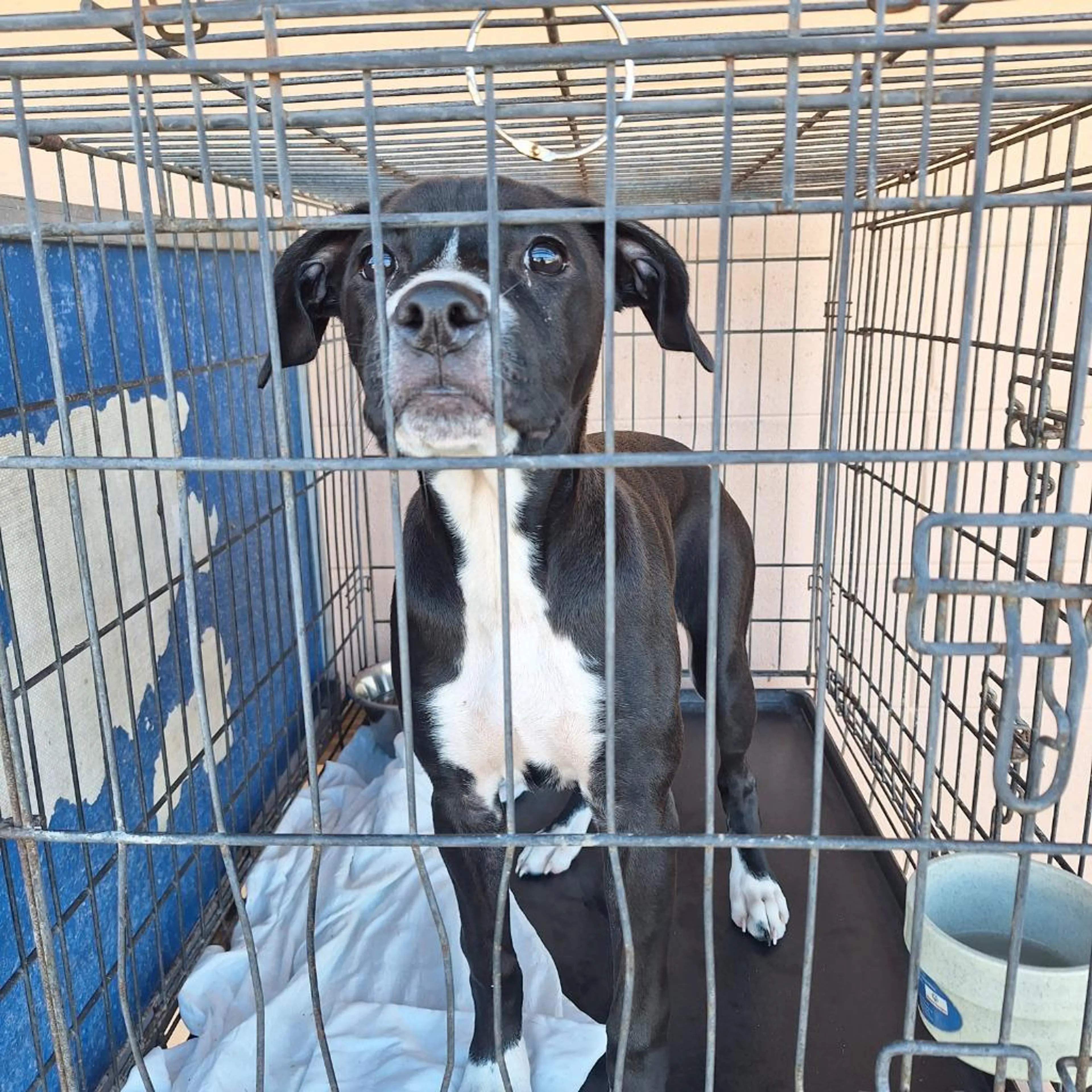 Found pet-1