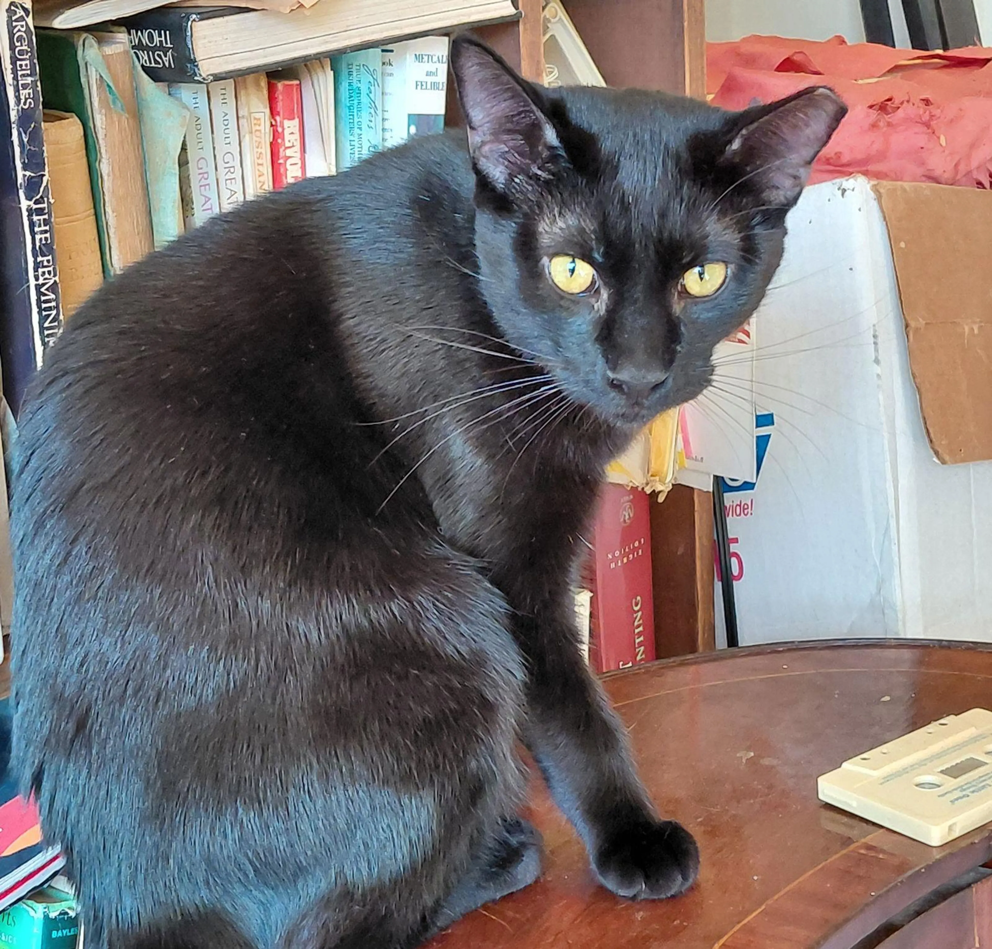 Found pet-1