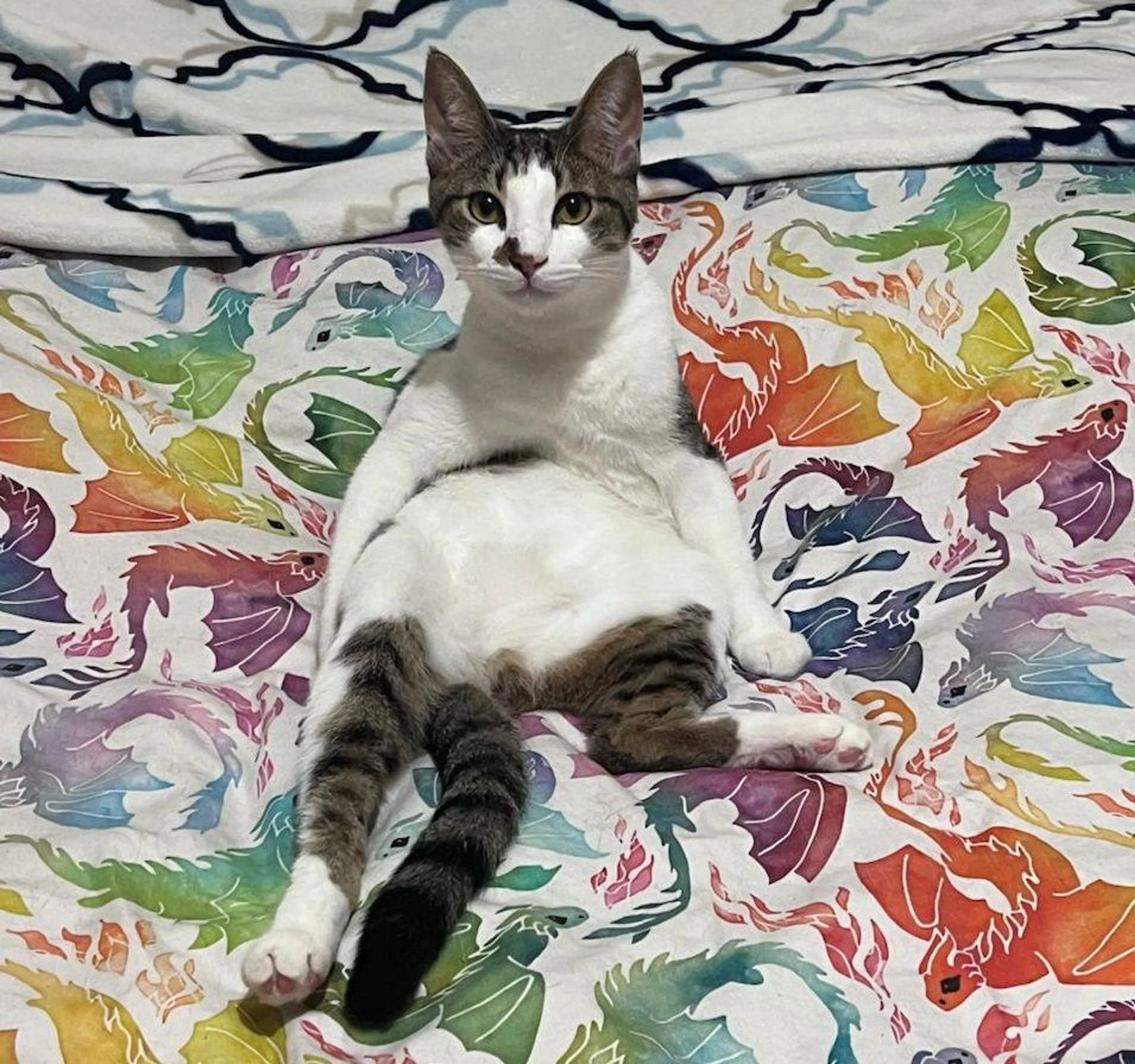 Found pet-0
