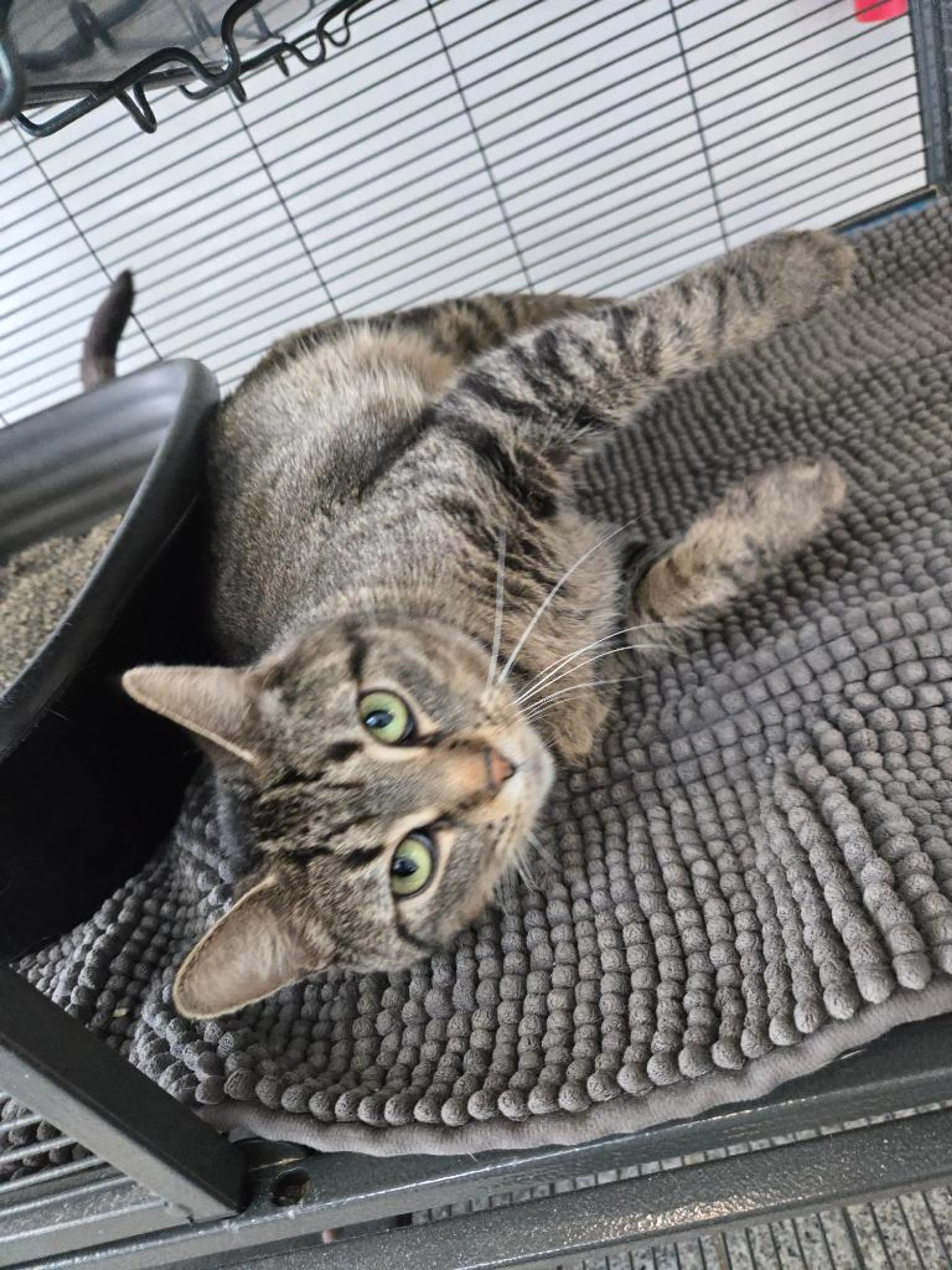 Found pet-3