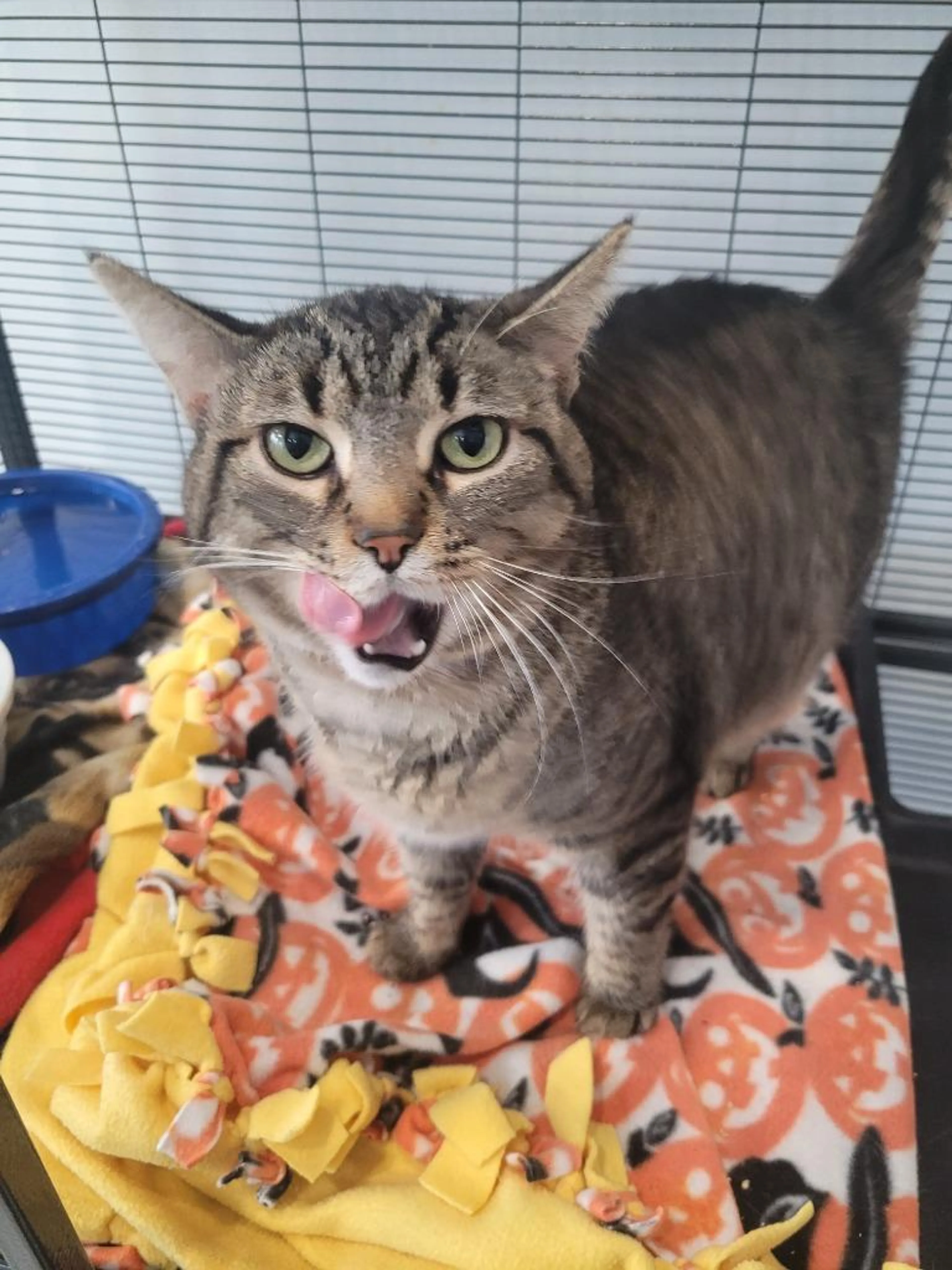 Found pet-1