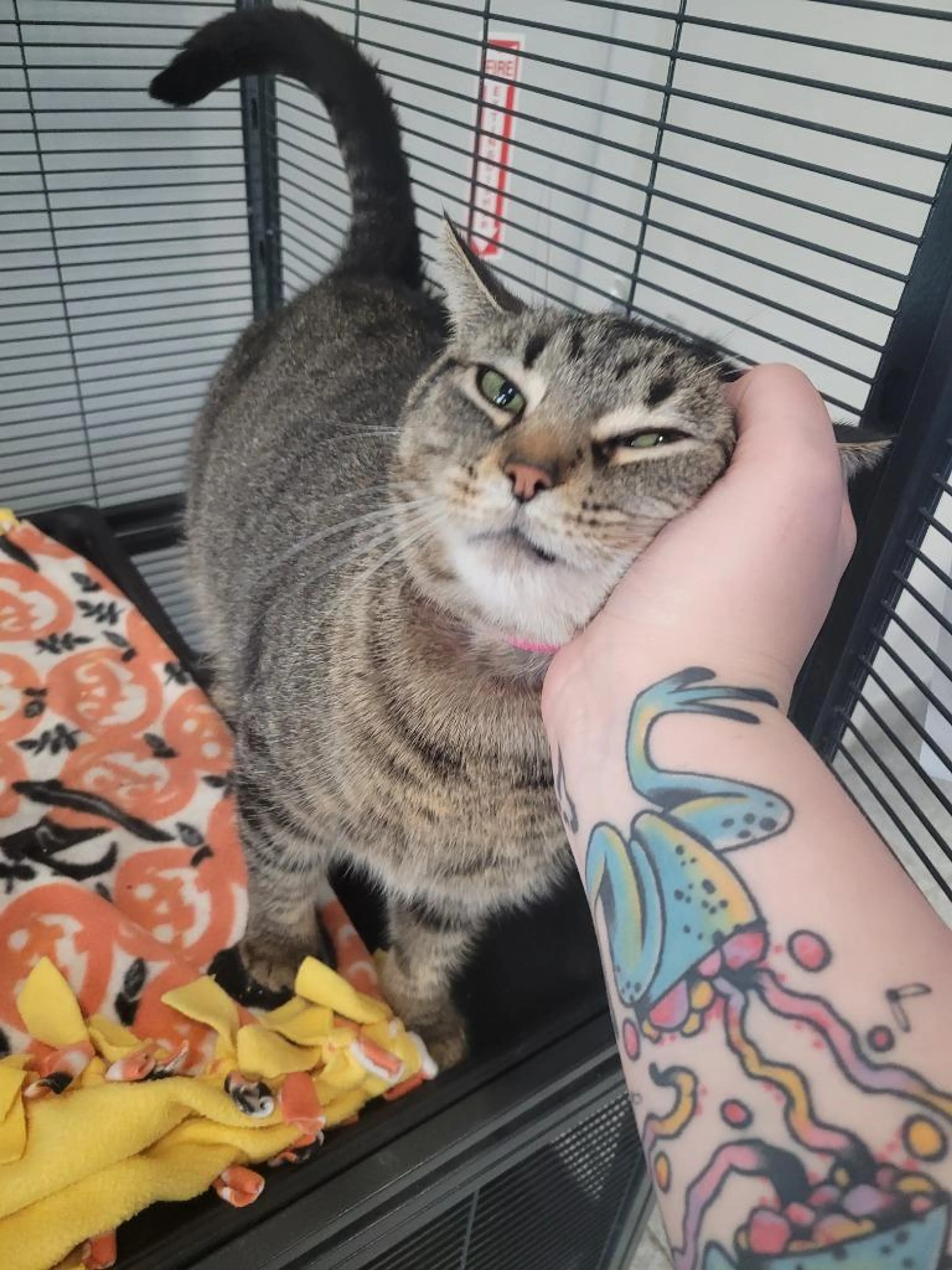 Found pet-2