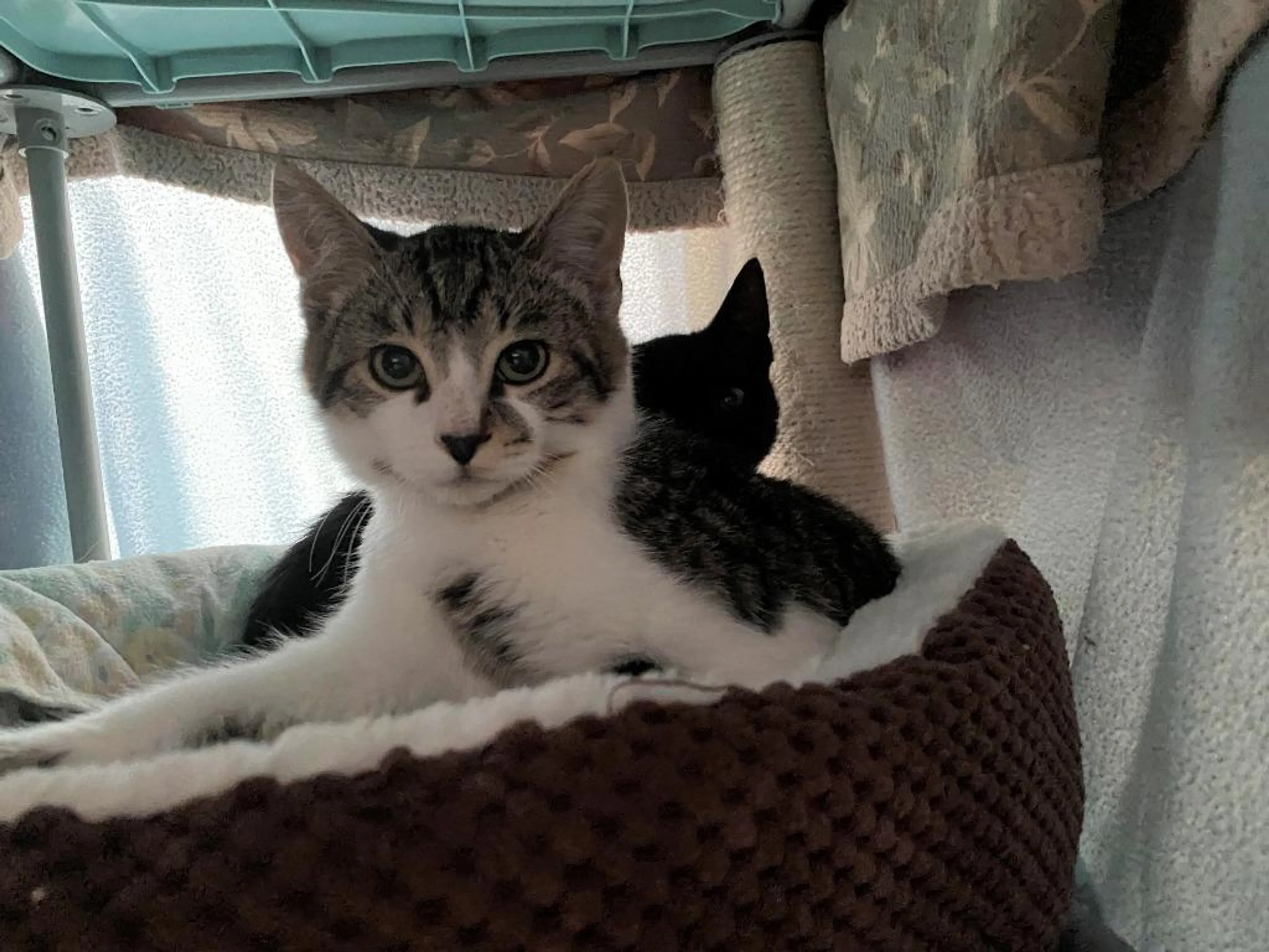 Found pet-1