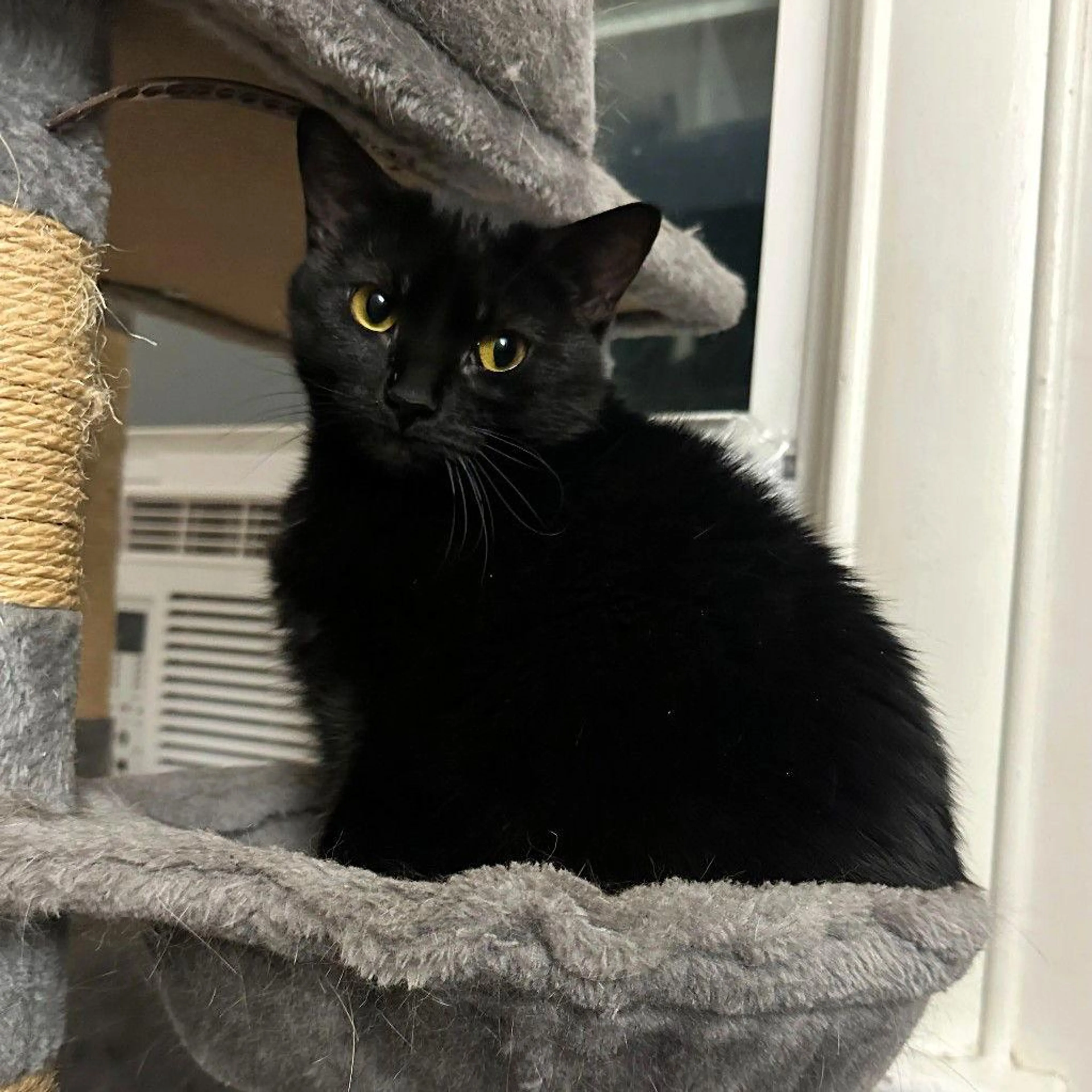 Found pet