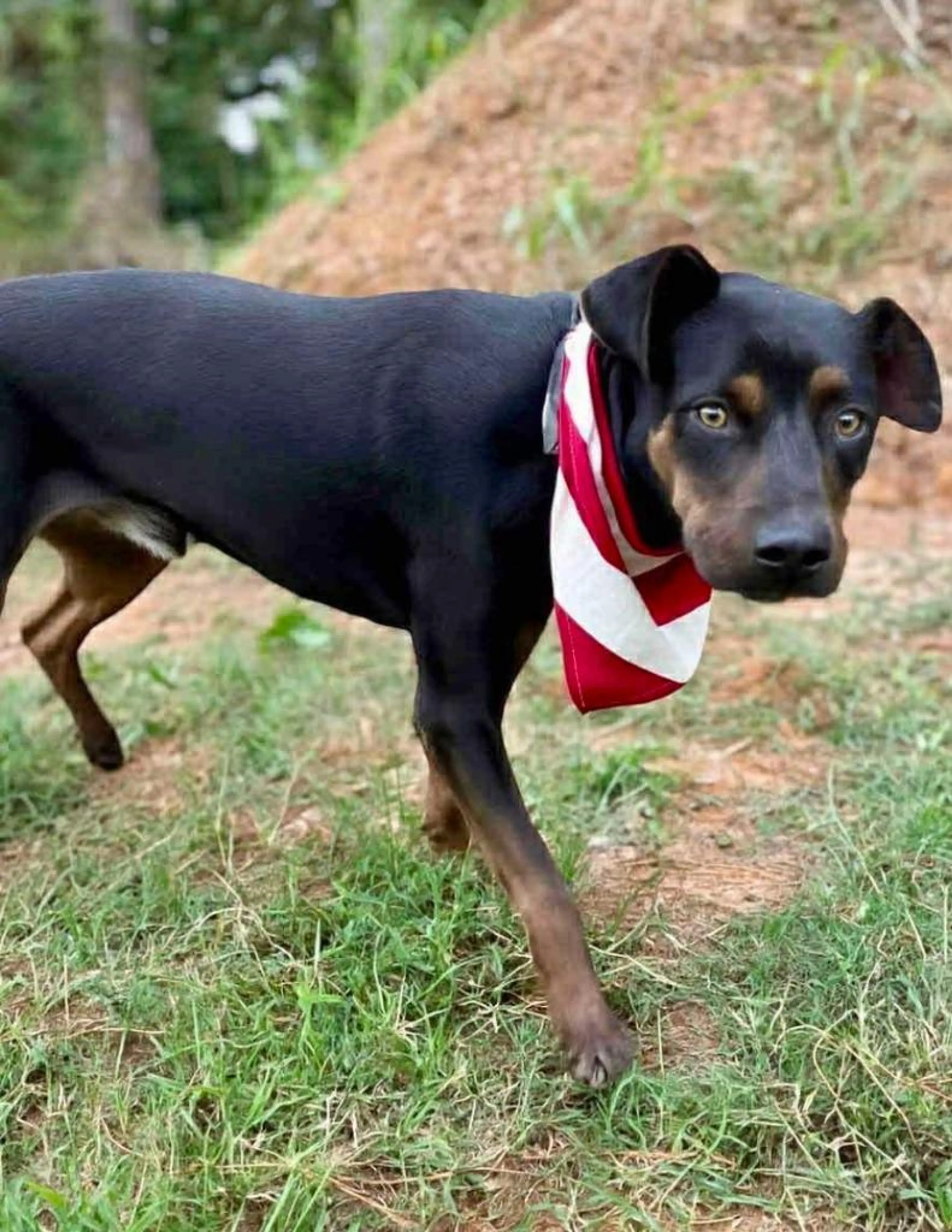 Found pet-2