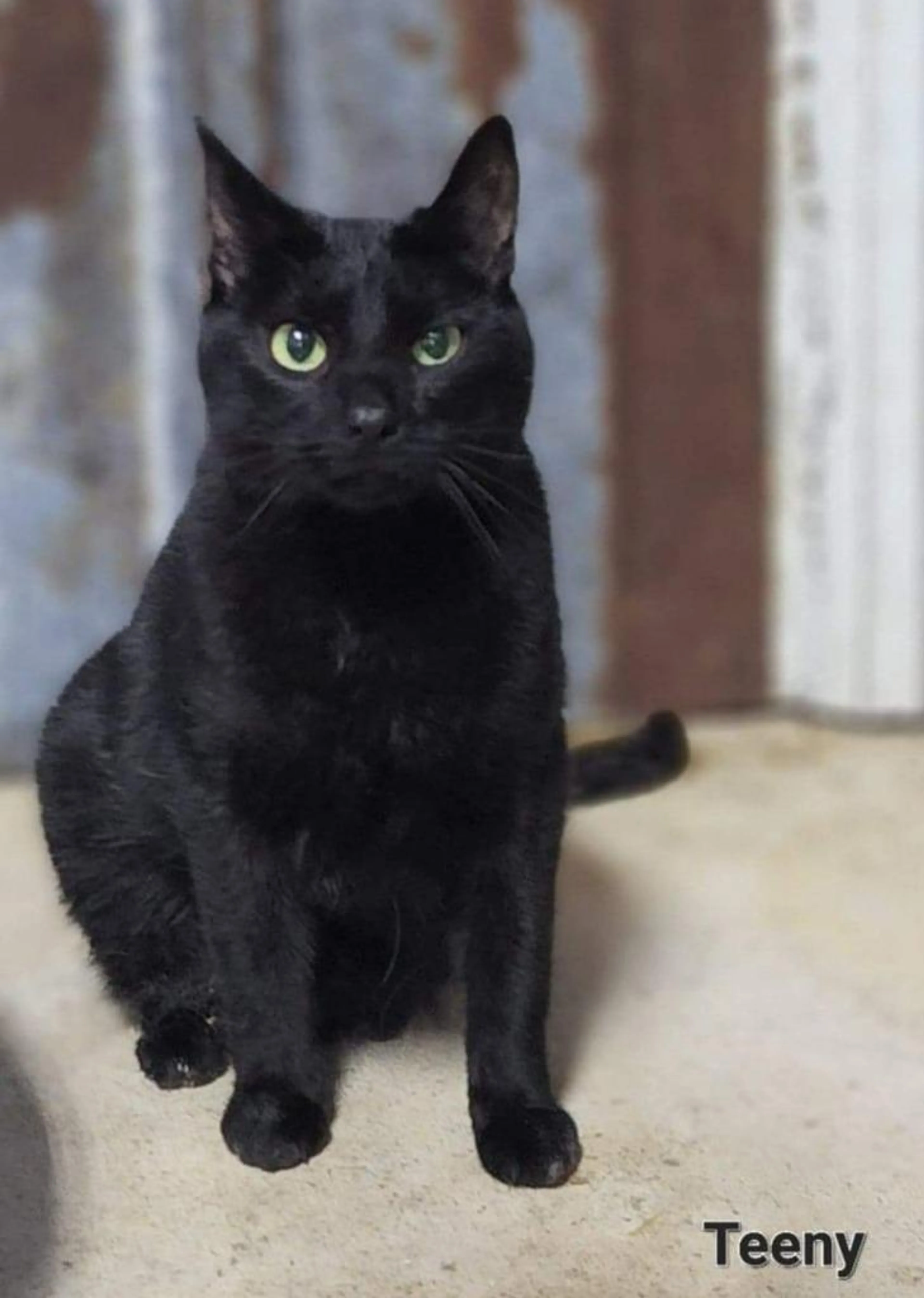 Found pet