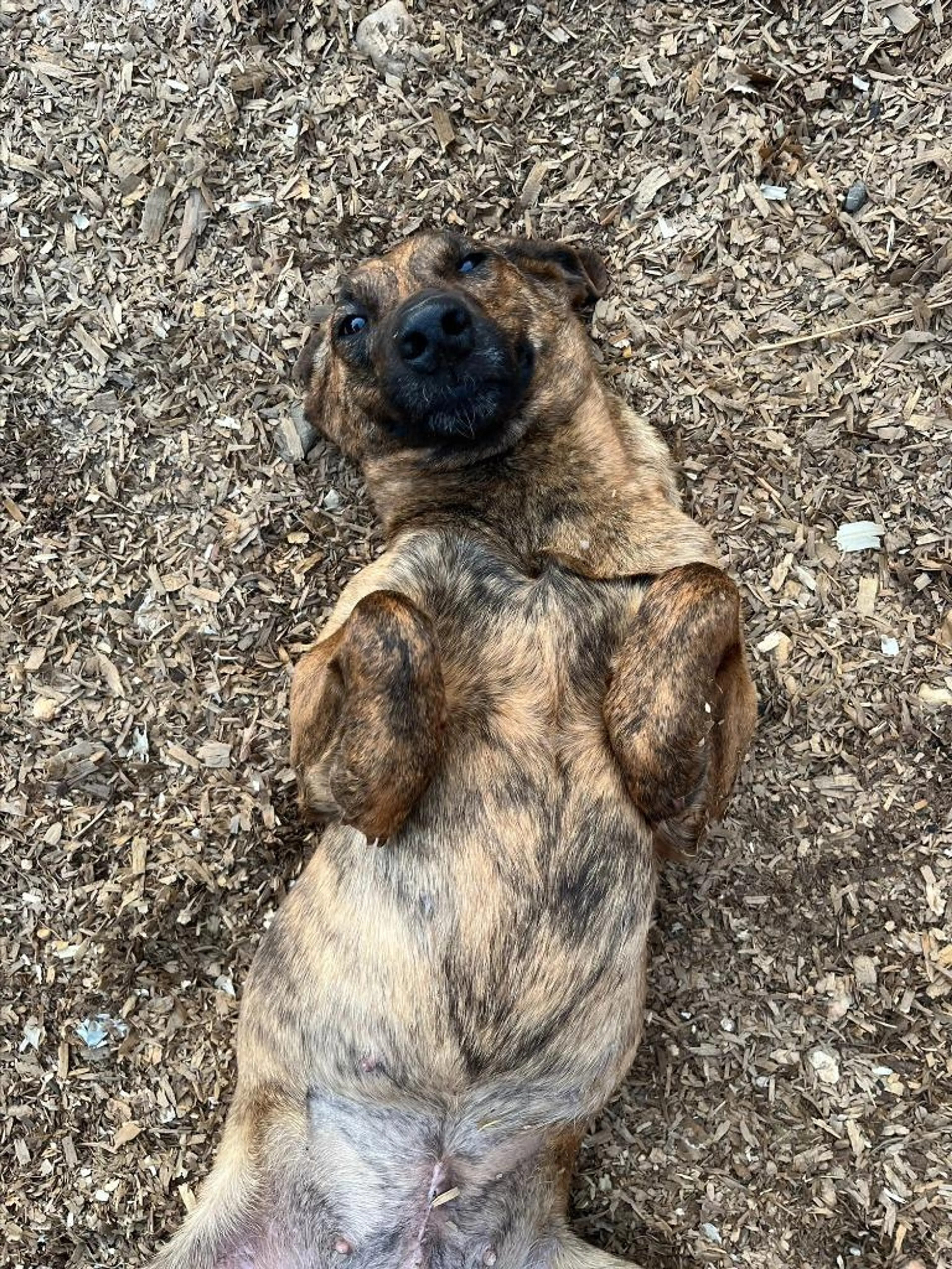 Found pet-0