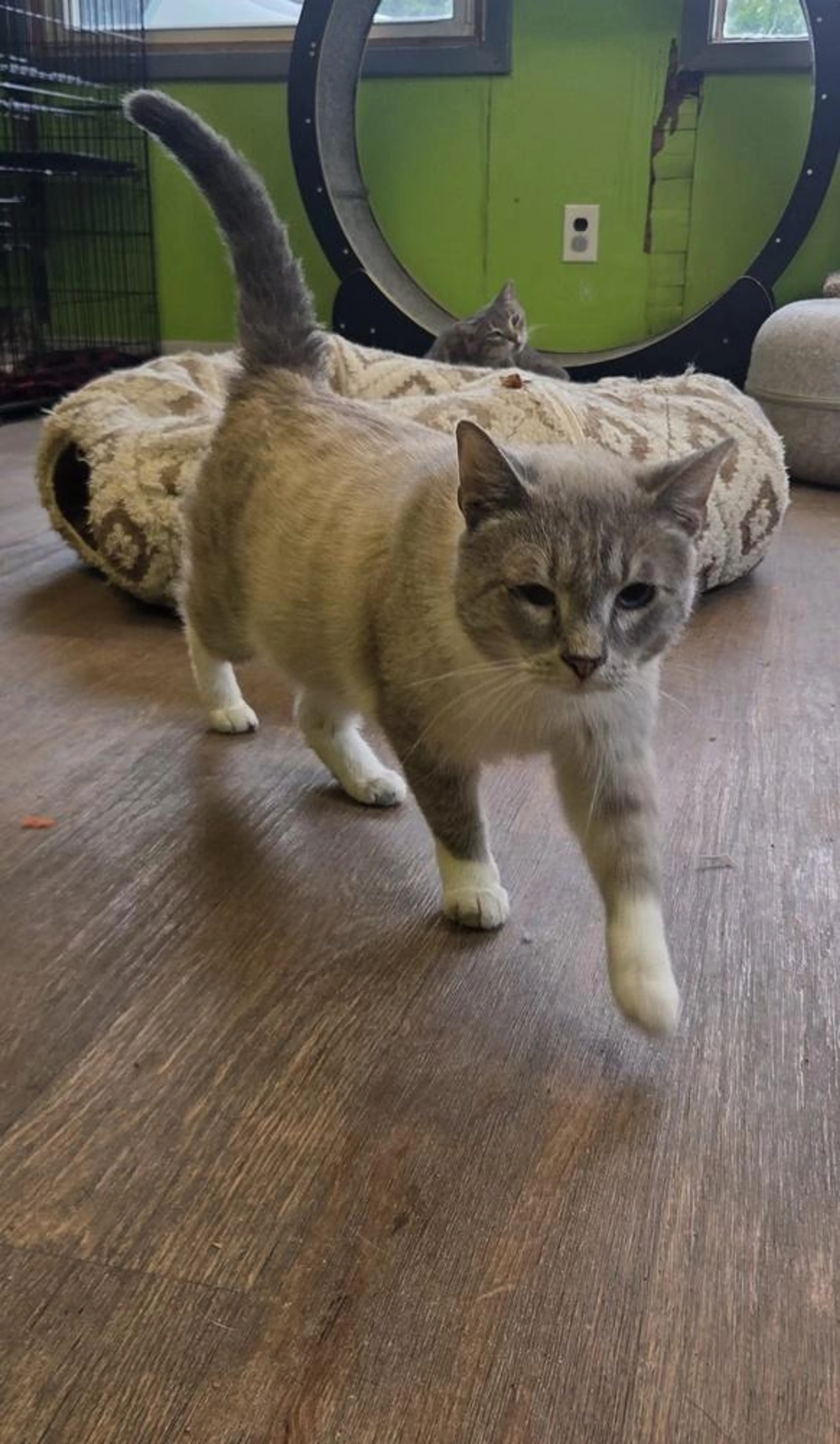 Found pet-1