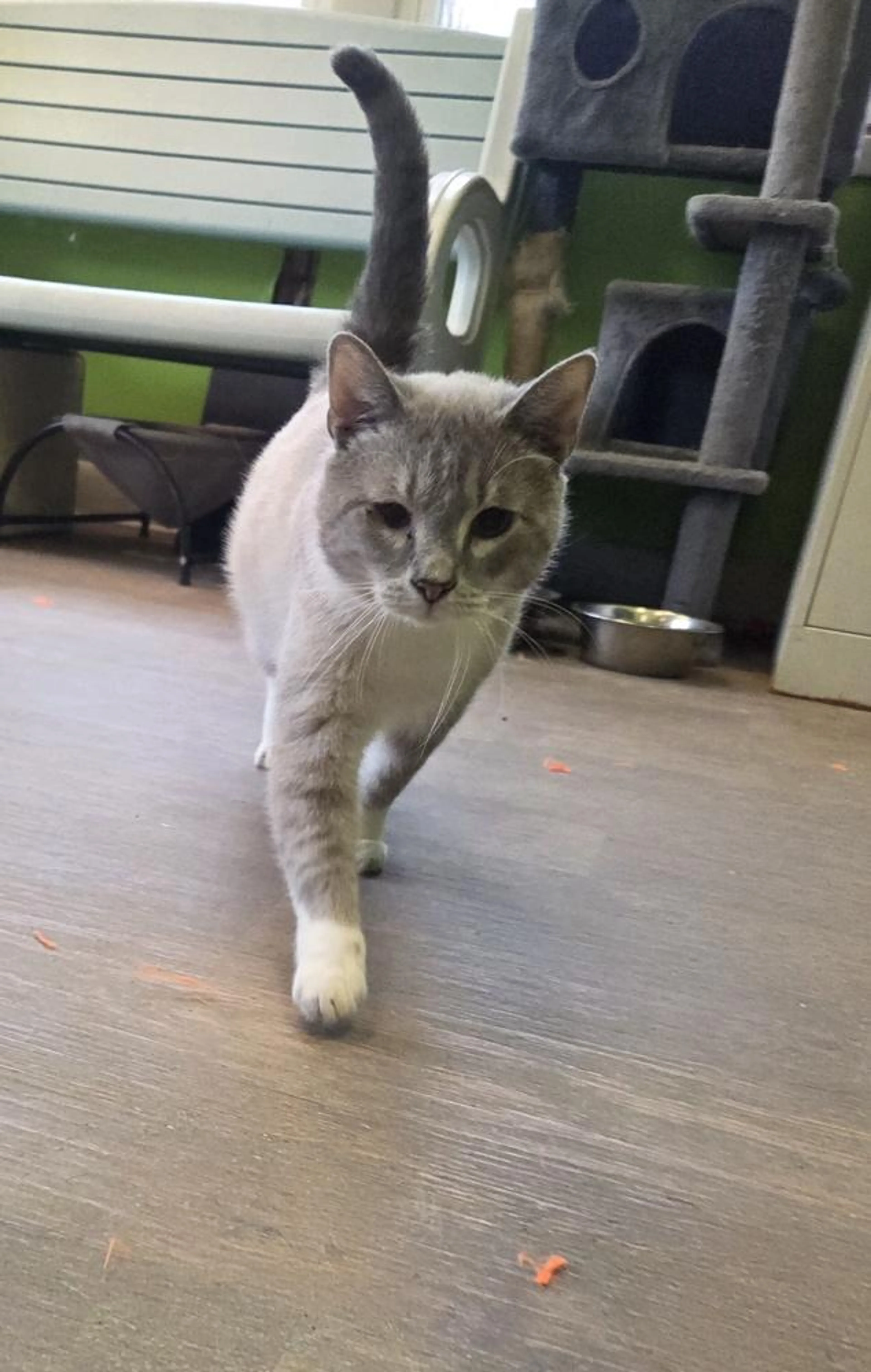 Found pet-3