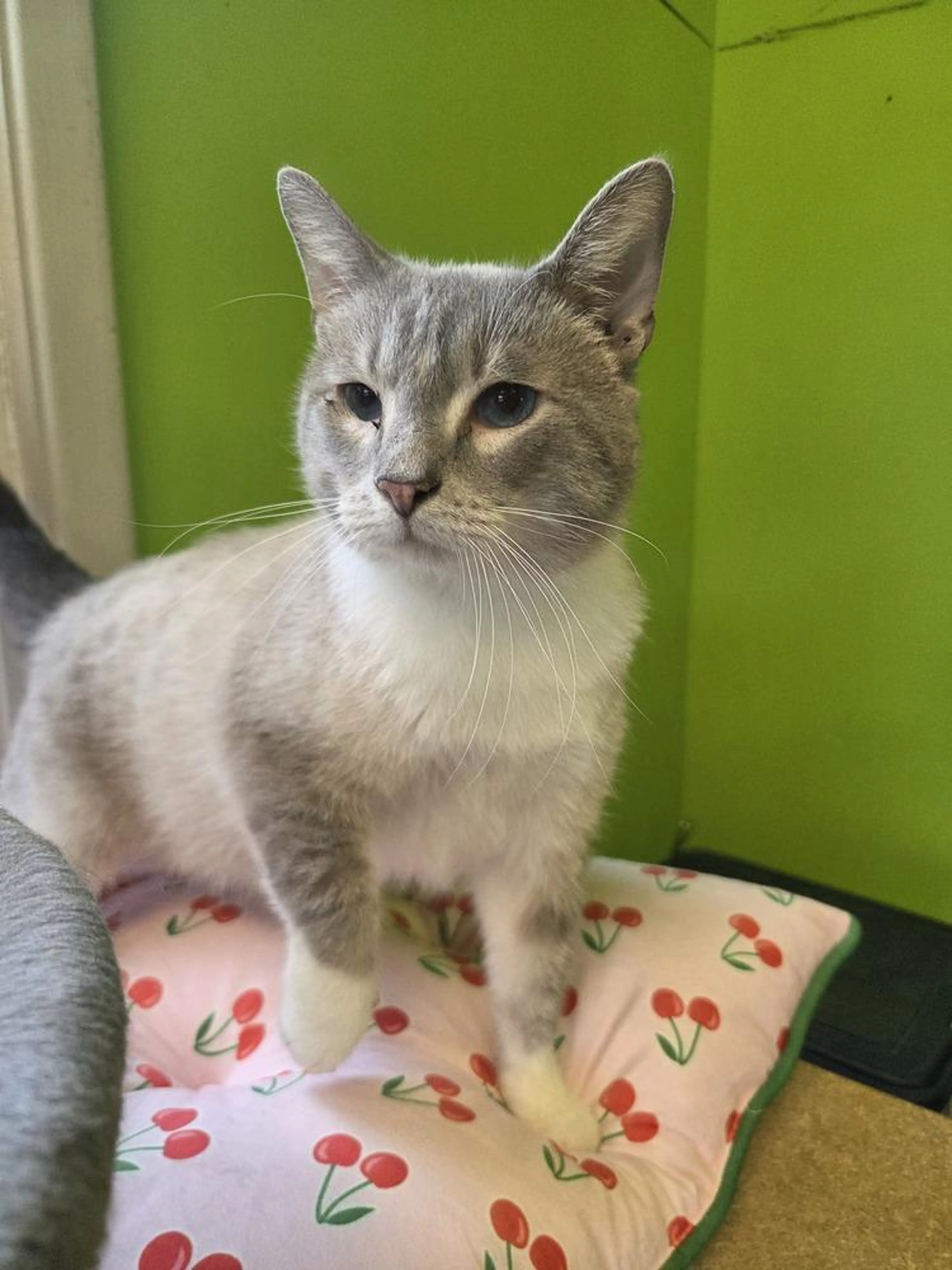 Found pet-4