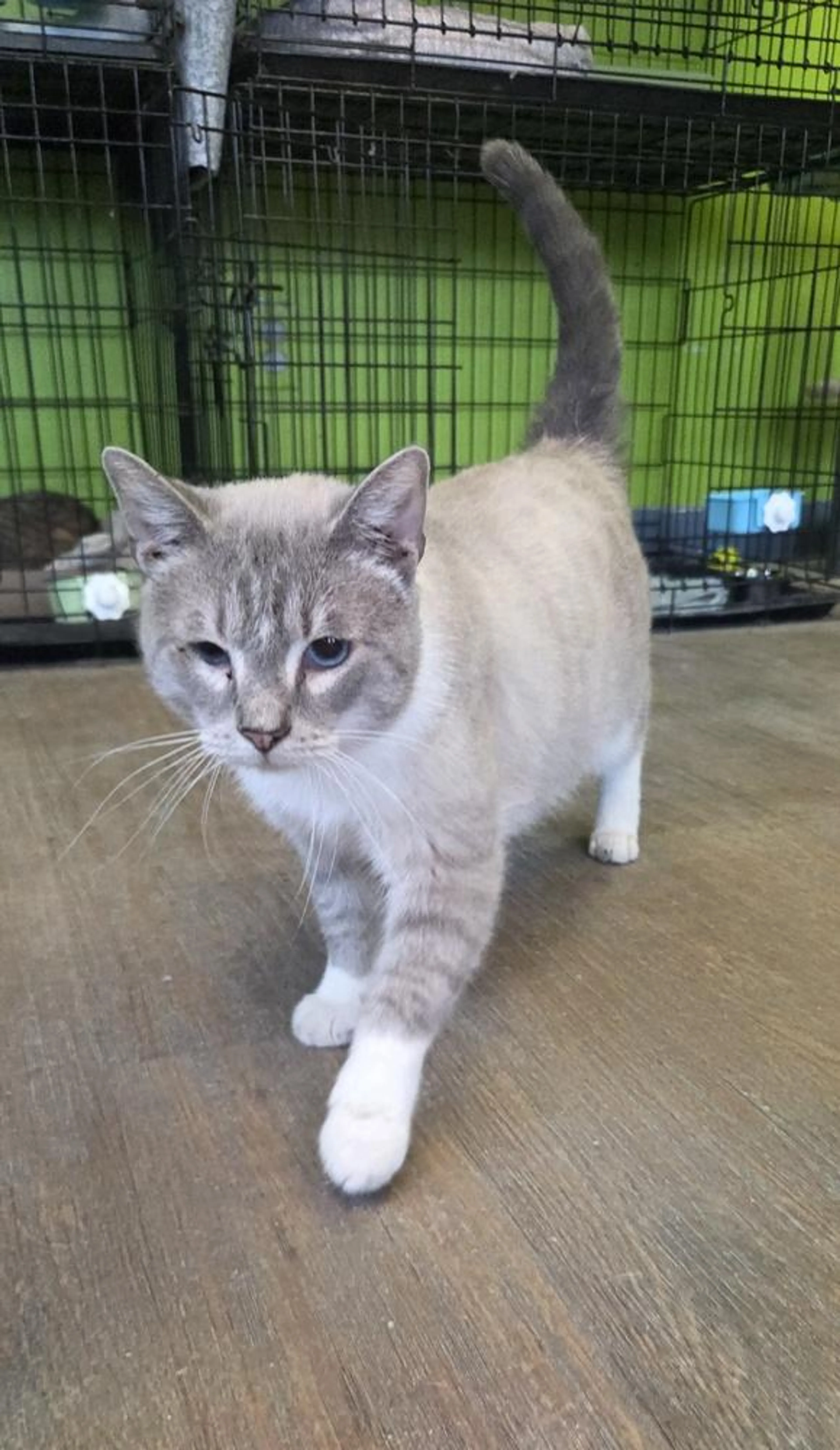 Found pet-5