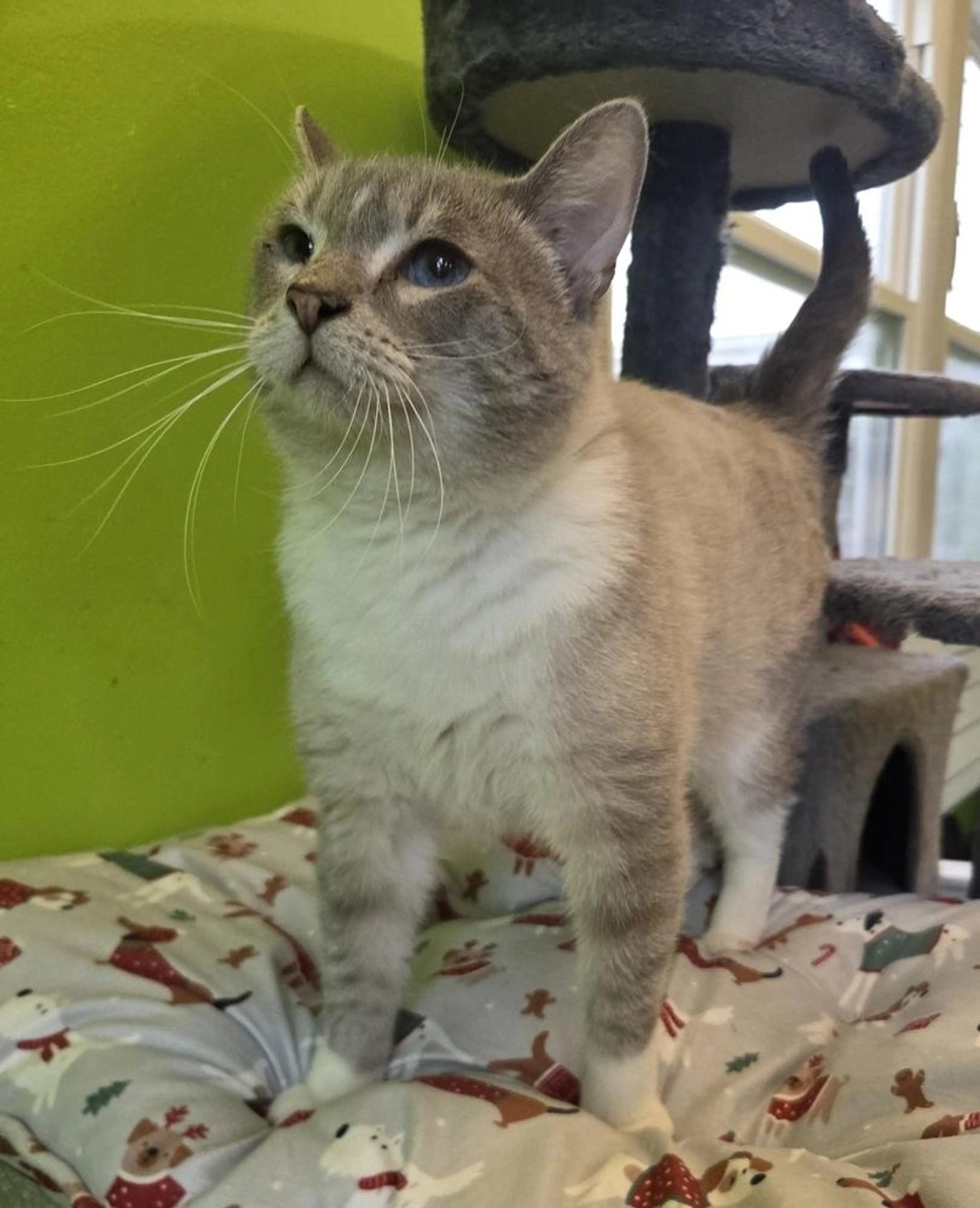 Found pet-2