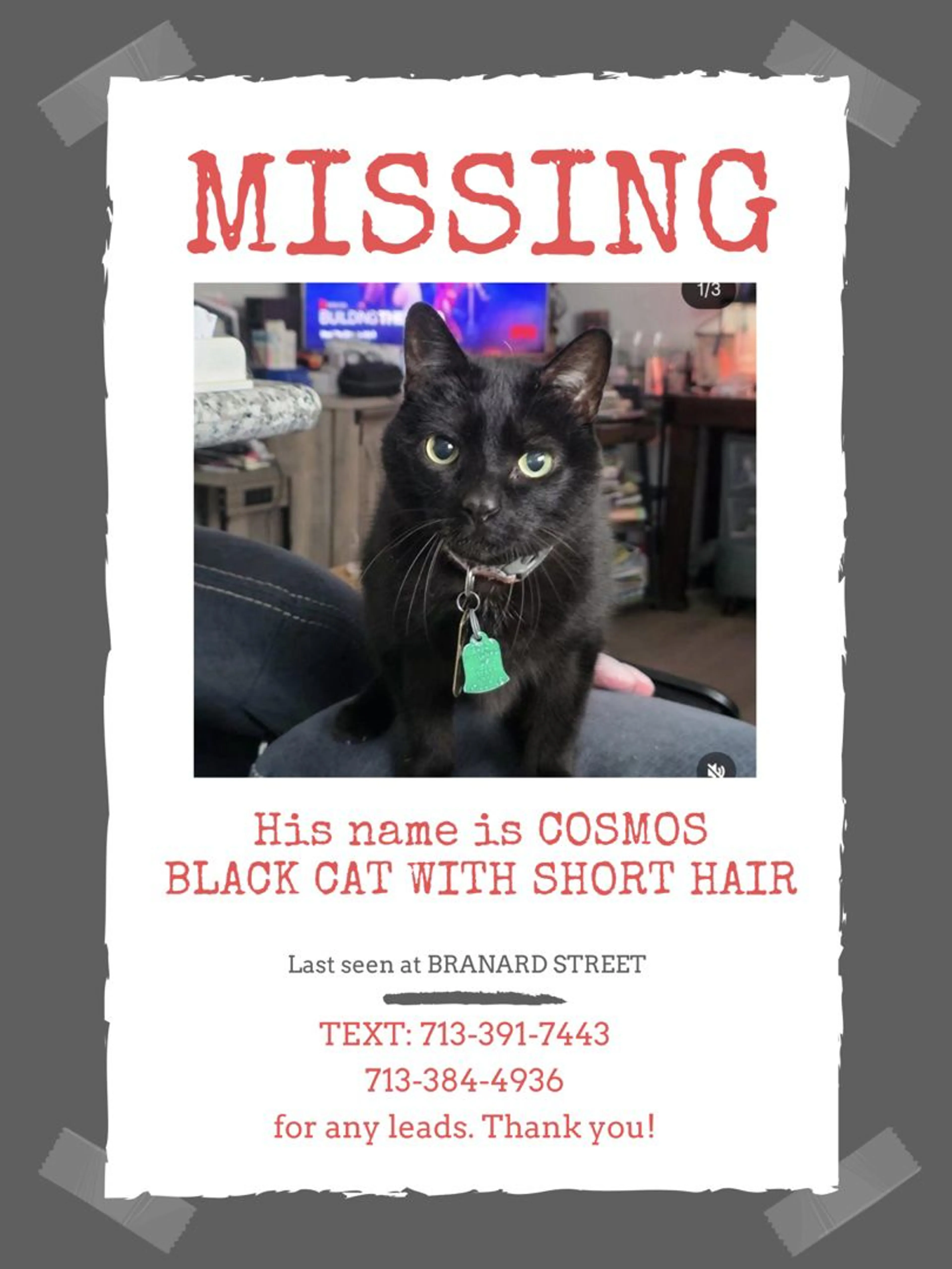 Lost pet