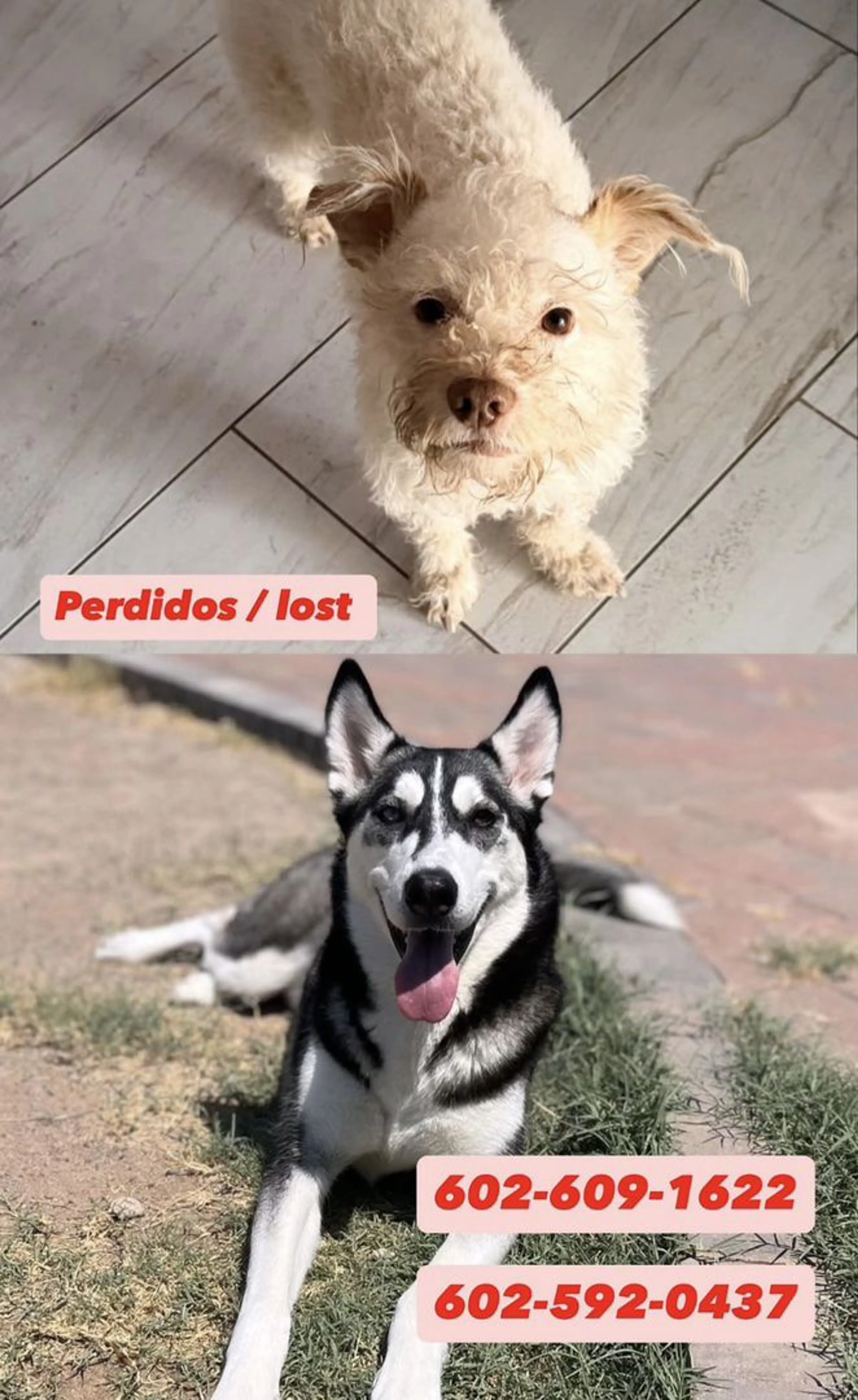 Lost pet