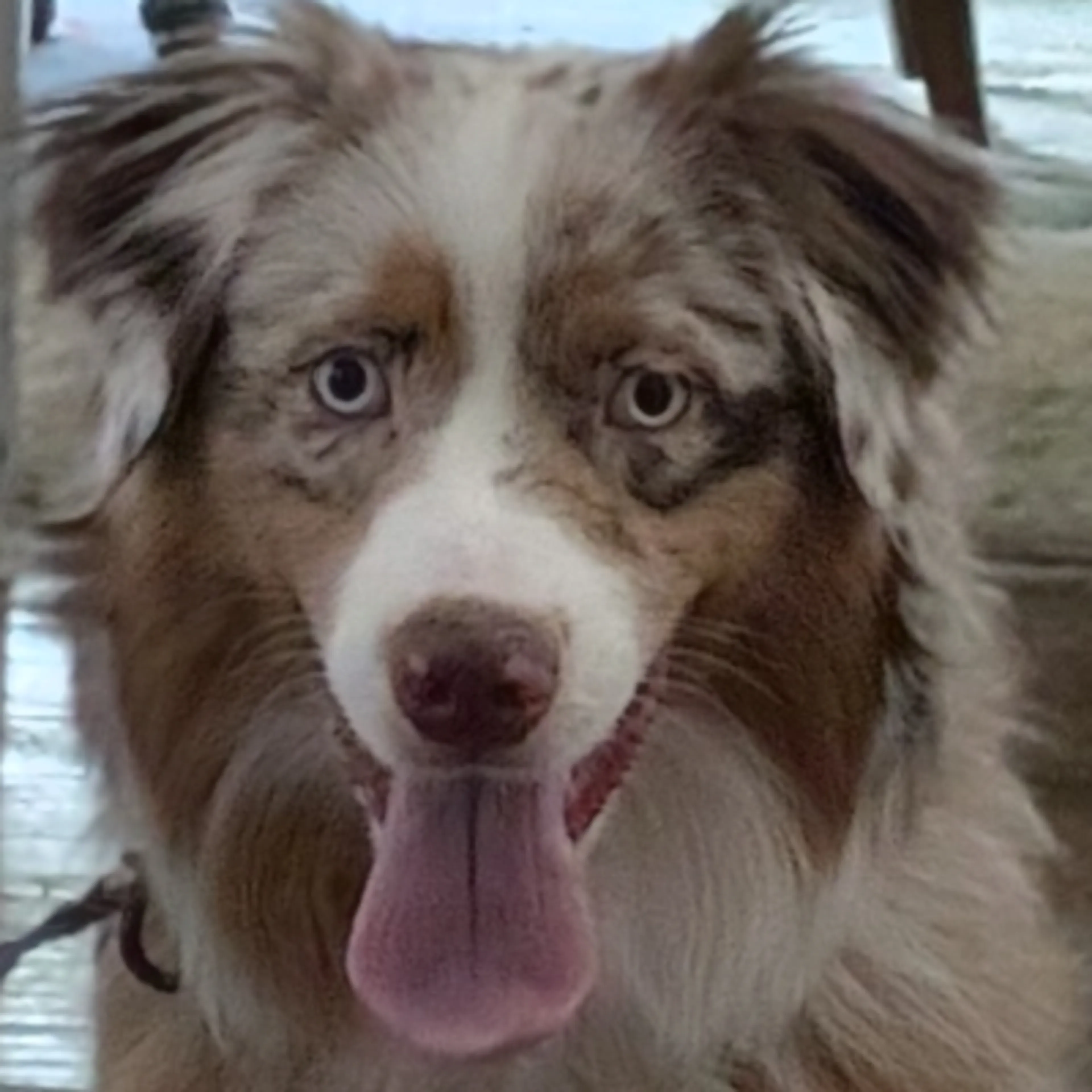 Lost pet